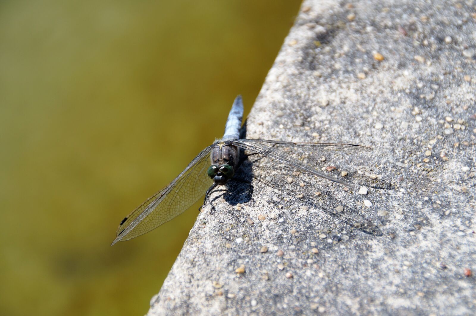 Sony SLT-A58 sample photo. Dragonfly, insect, fly photography