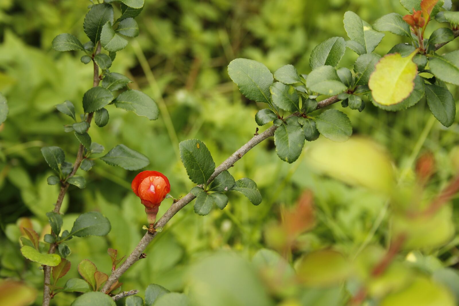Canon EF-S 18-55mm F3.5-5.6 II sample photo. Chaenomeles, flowering, quince photography
