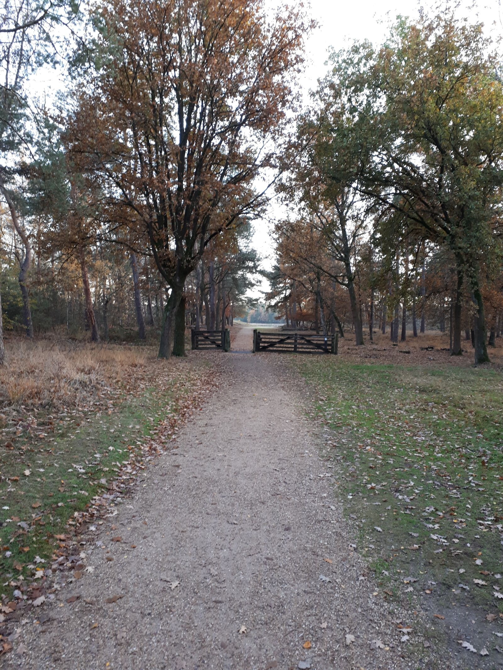 Samsung Galaxy A5(2017) sample photo. Forest, the fence, the photography