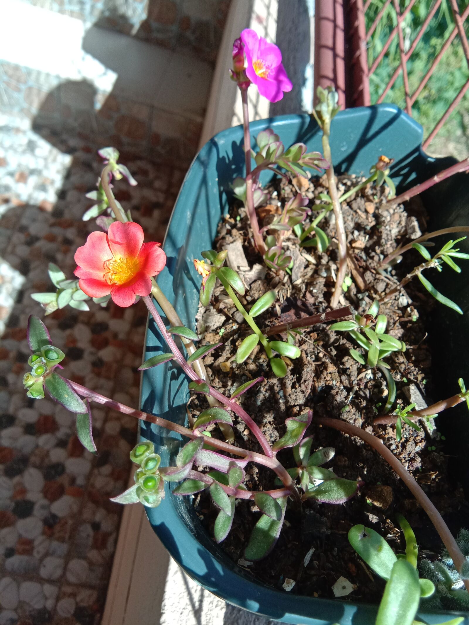 vivo 1808 sample photo. Flowers, portulaca, simple beauty photography