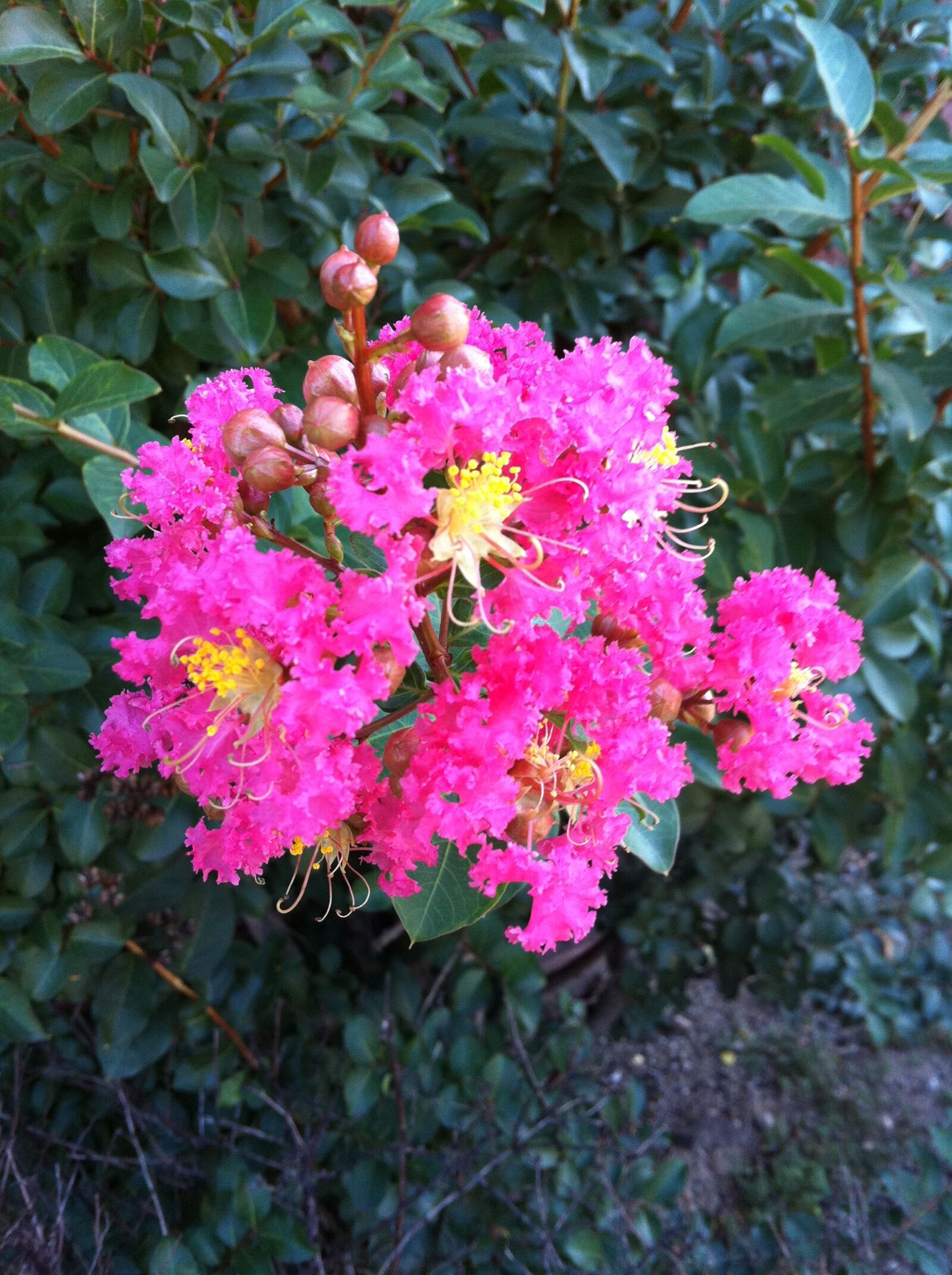 Apple iPhone 4 sample photo