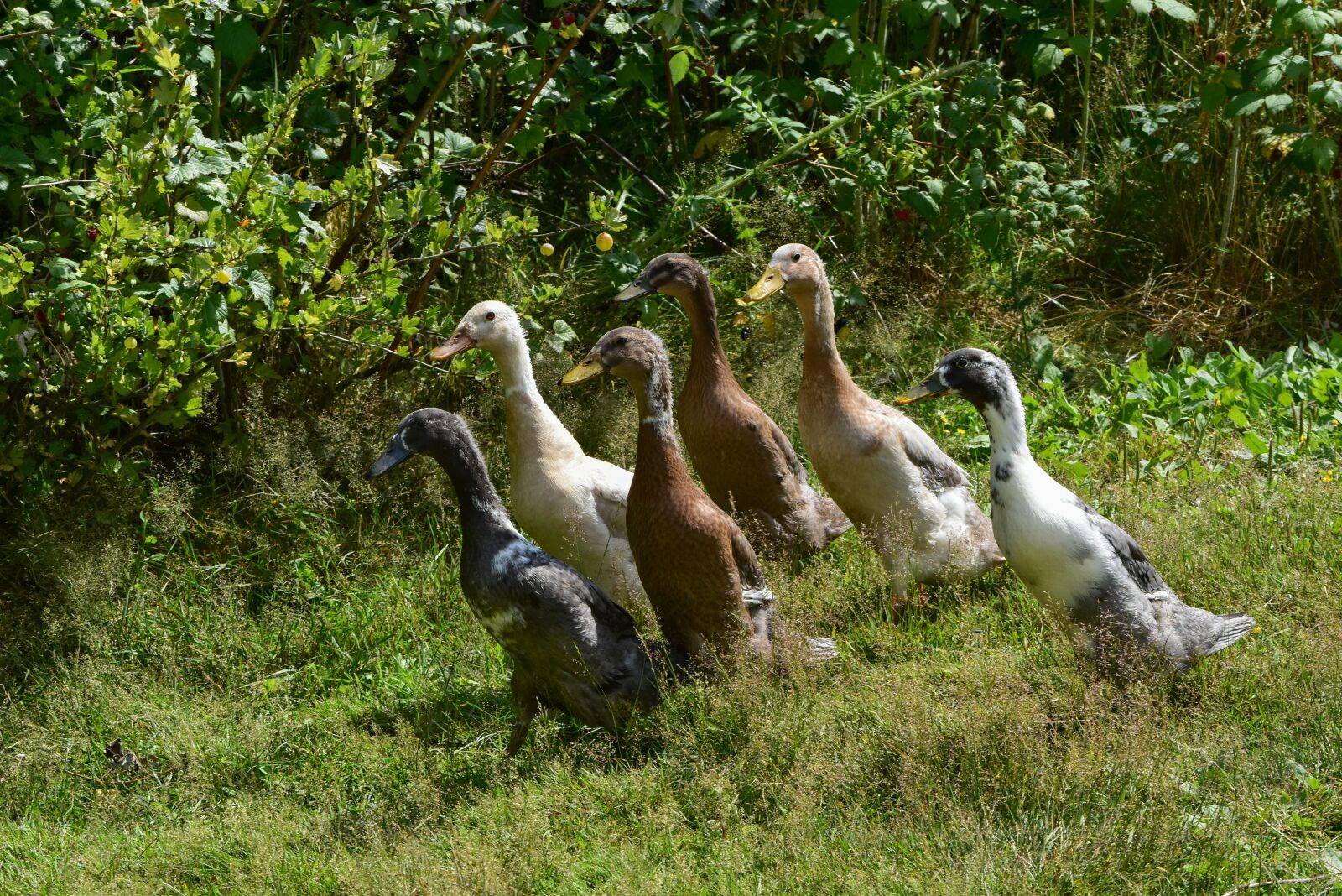Nikon D5500 sample photo. Runner ducks, ducks, garden photography