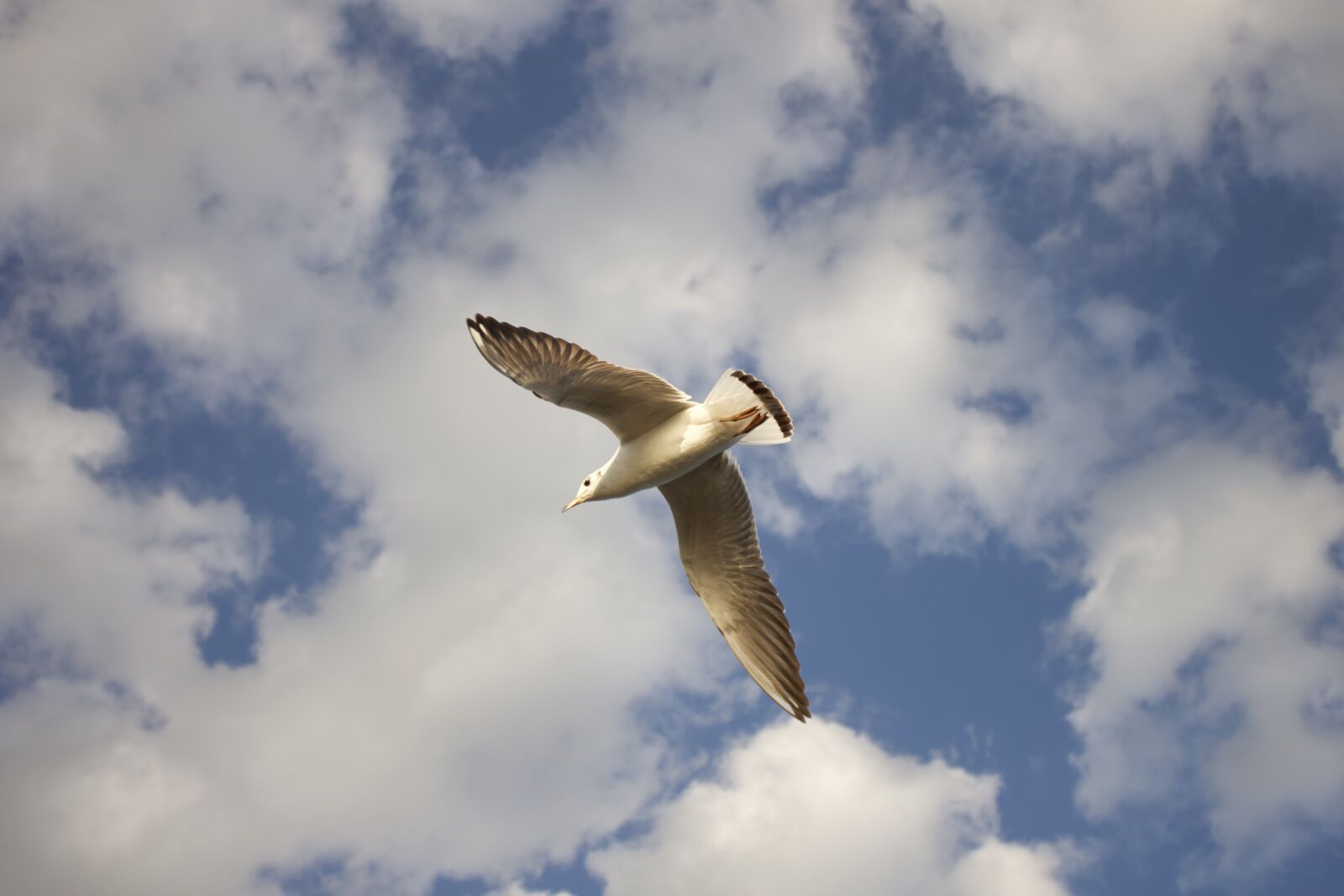 Canon EOS 500D (EOS Rebel T1i / EOS Kiss X3) sample photo. Bird, sky, fly photography