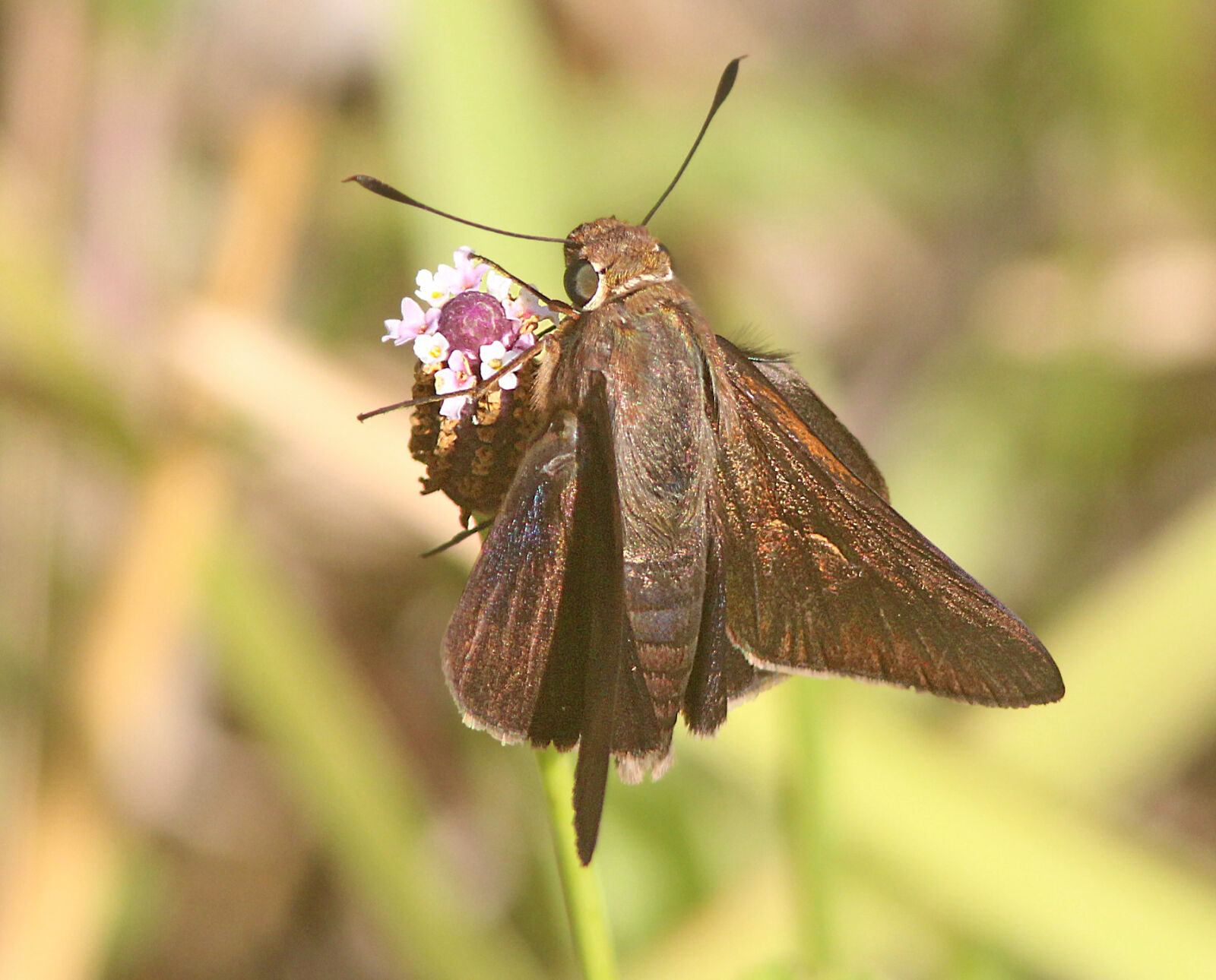 Canon EF 300mm F4L IS USM sample photo