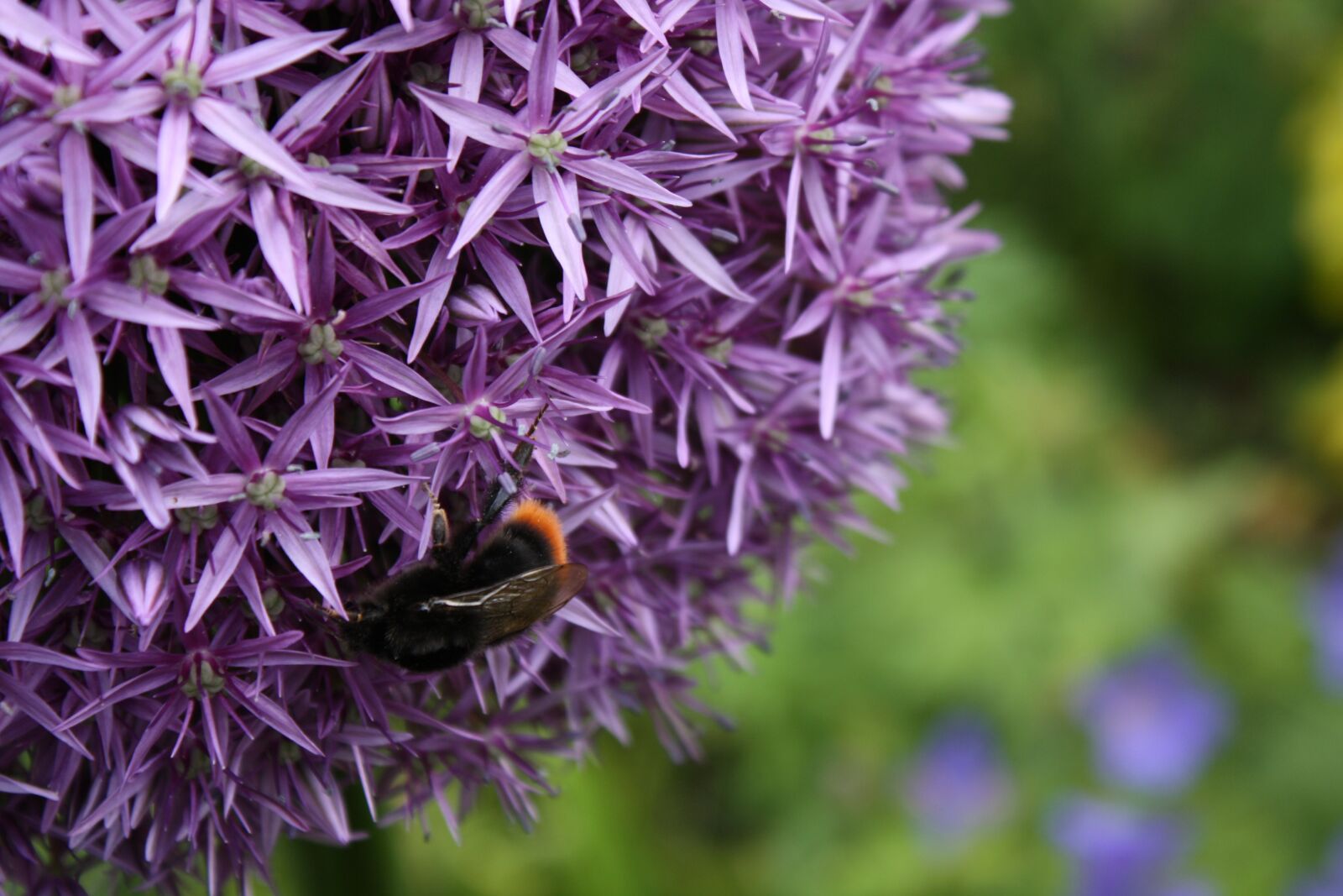 Canon EOS 1000D (EOS Digital Rebel XS / EOS Kiss F) sample photo. Allium, flower, bee photography