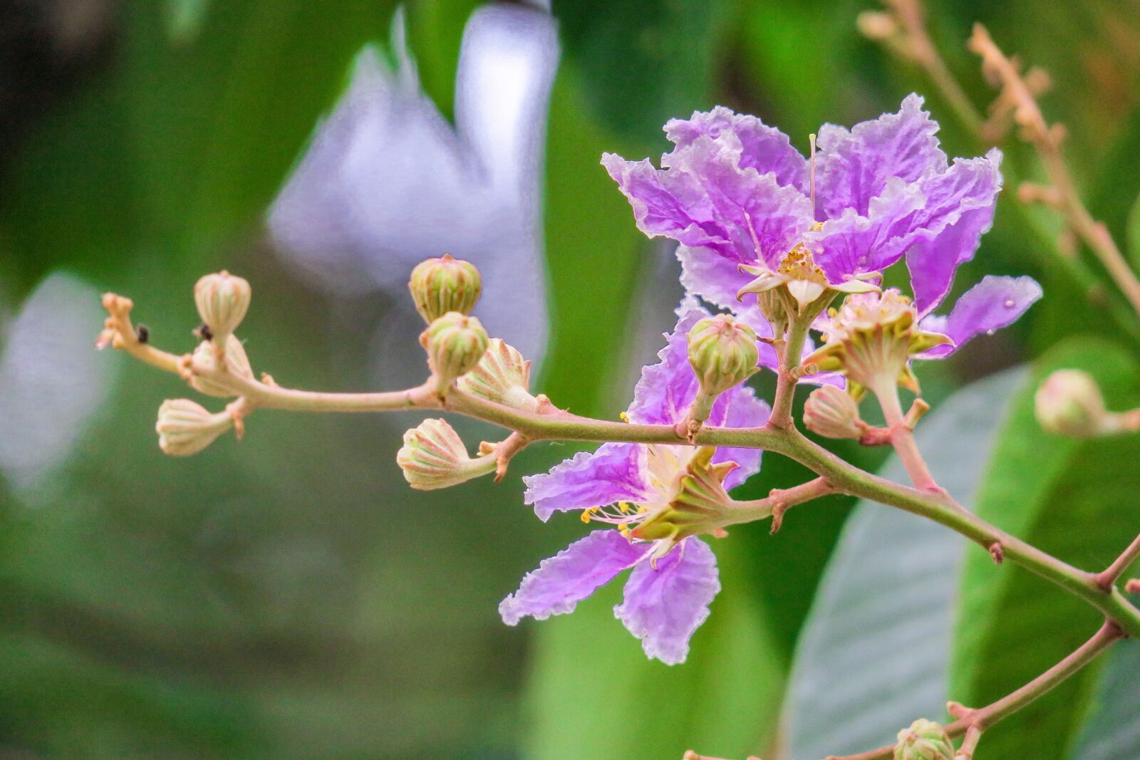 Canon PowerShot G3 X sample photo. Lagerstroemia, flower, plant photography