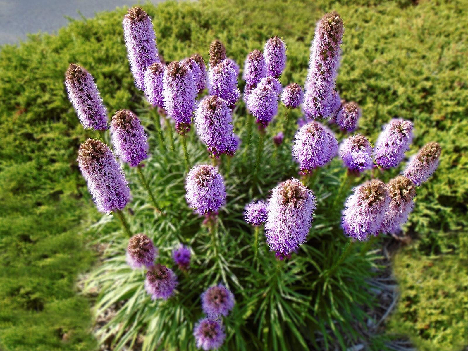 Sony Cyber-shot DSC-W800 sample photo. Liatris, lavender, flower photography