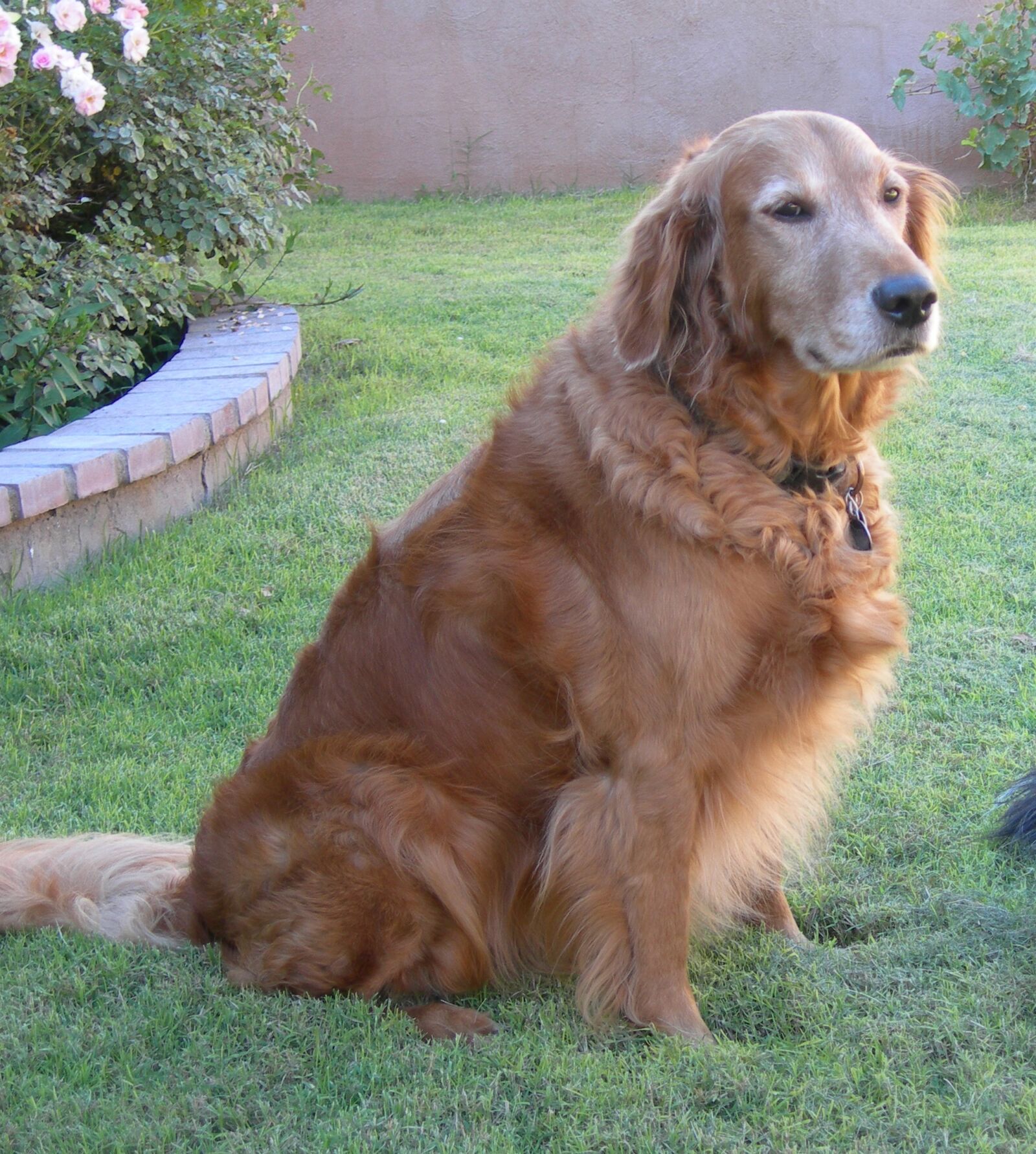 Nikon E7600 sample photo. Dog, golden retriever, canine photography