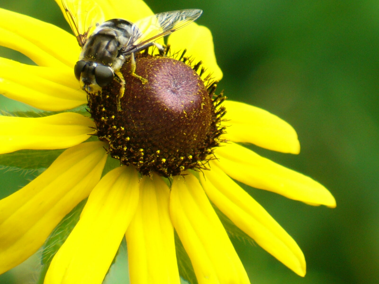 Panasonic DMC-LZ2 sample photo. Abeille, bee, bee, pollen photography