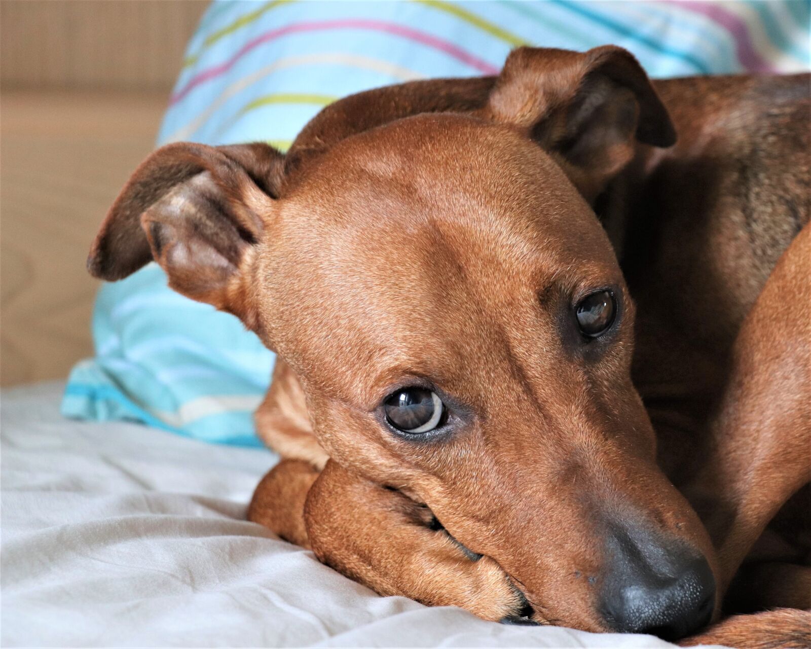 Canon EOS 77D (EOS 9000D / EOS 770D) sample photo. Dog, portrait, lie photography