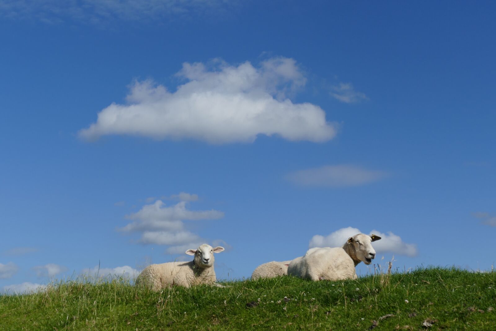 Panasonic Lumix DMC-FZ1000 sample photo. Sheep, summer, dike photography