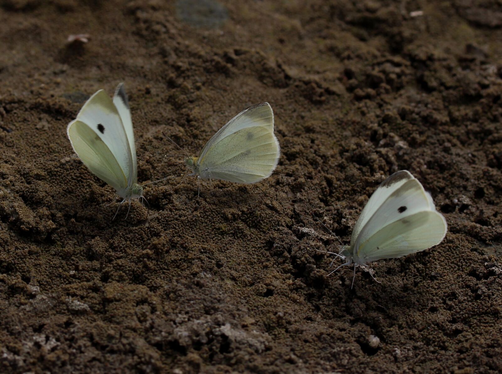 Canon EF-S 60mm F2.8 Macro USM sample photo. Butterfly, white, roi photography