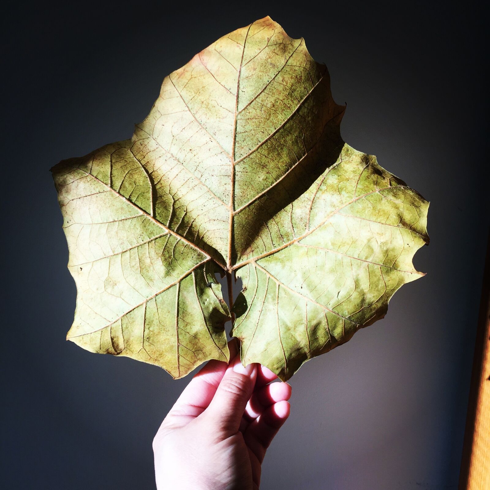 Apple iPhone 6 sample photo. Leaf, maple leaf, fall photography