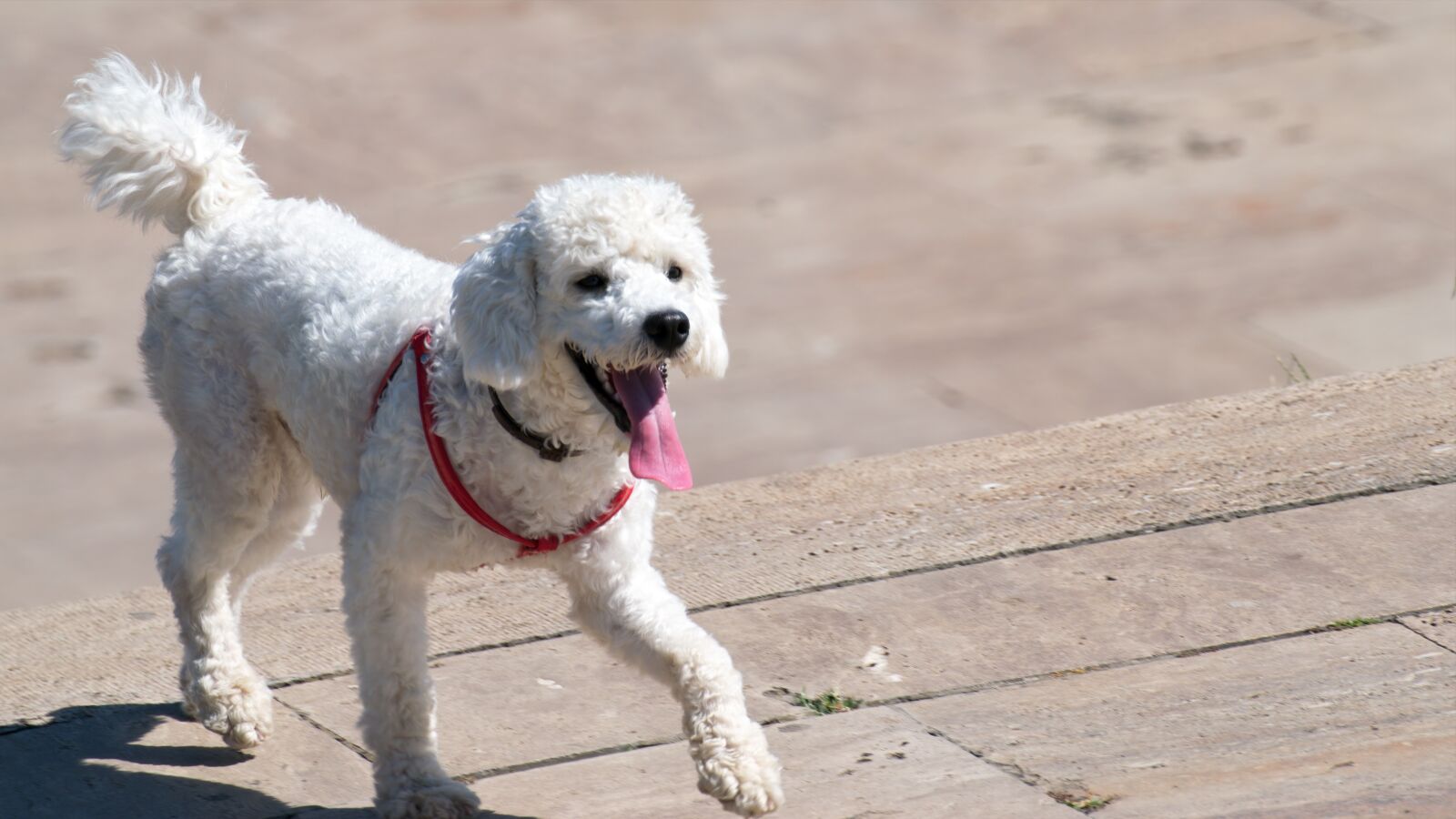 Nikon D5300 sample photo. Dog, pet, the dog photography