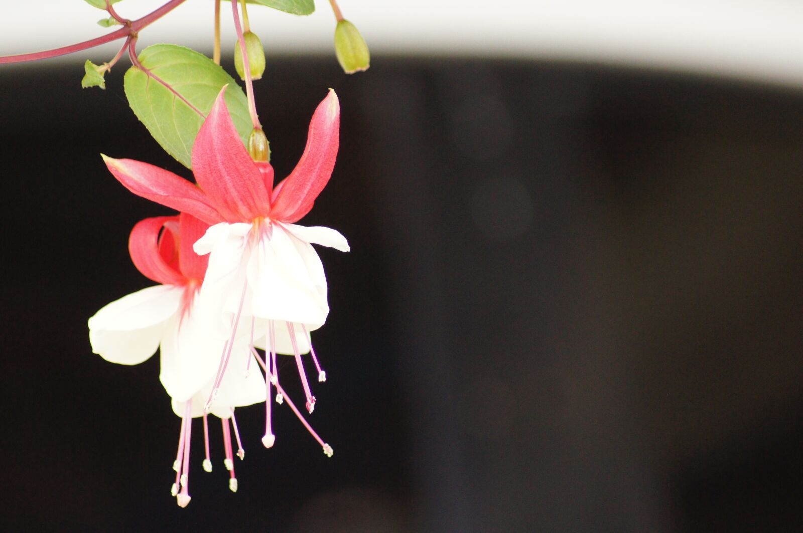 Sony SLT-A55 (SLT-A55V) sample photo. Nature, fauna, flora photography
