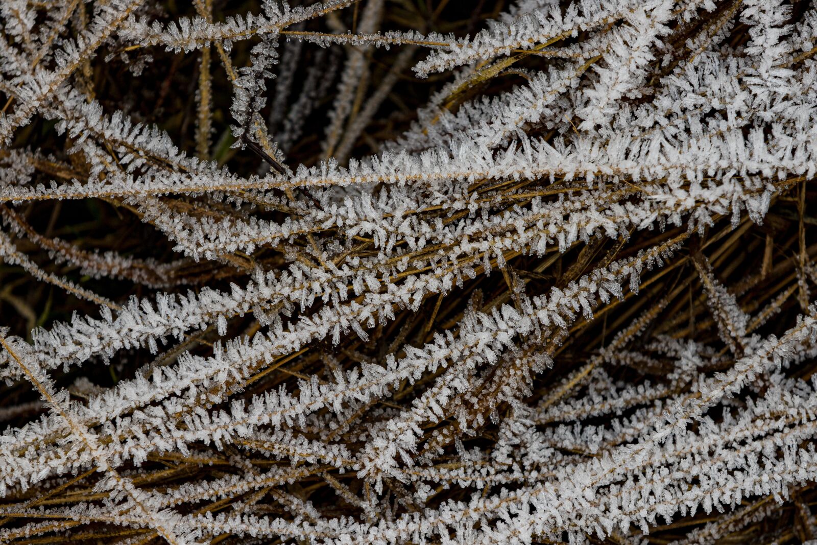 Canon EOS 6D Mark II sample photo. Frost, ice, structure photography