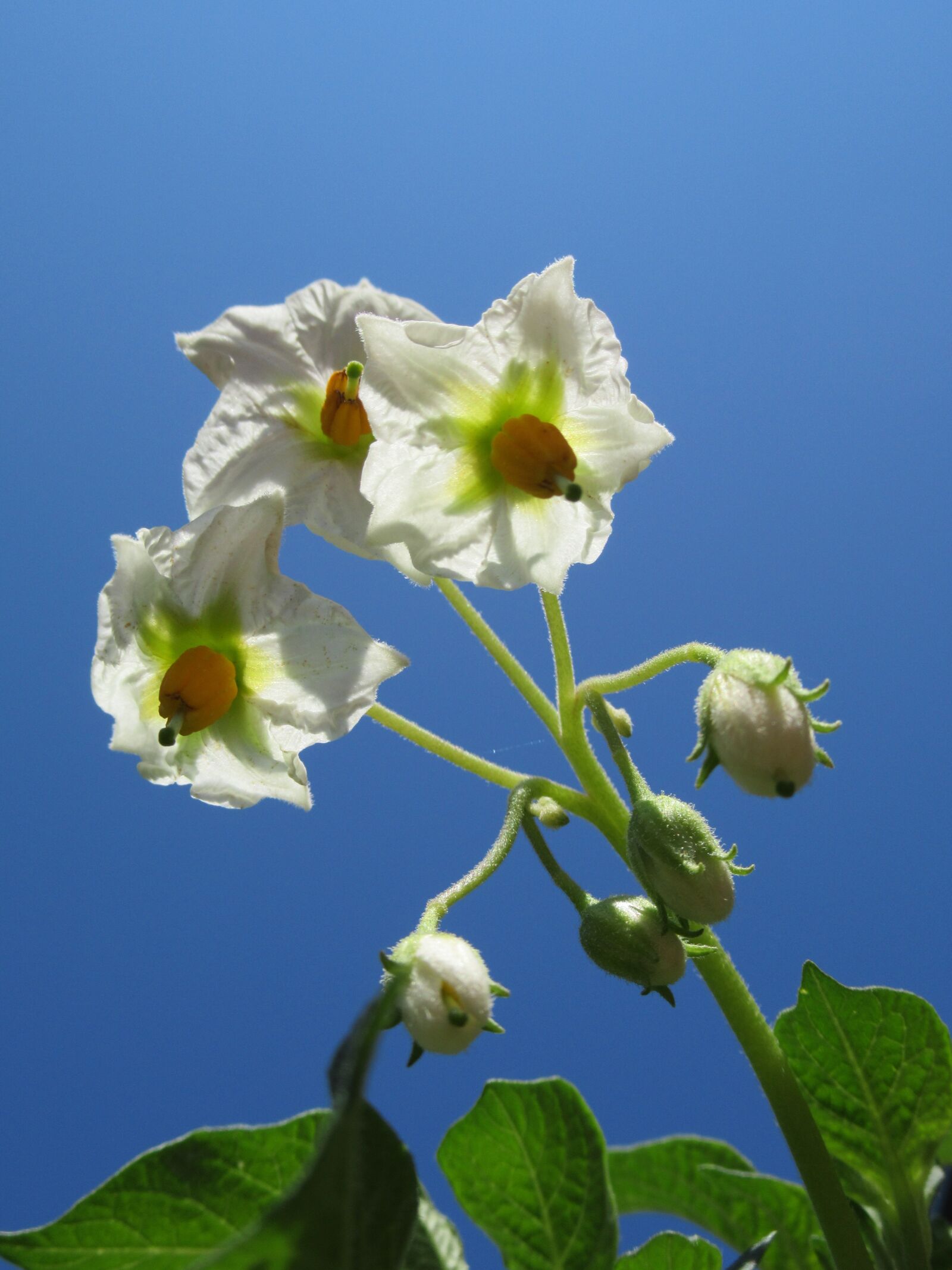 Canon PowerShot SX620 HS sample photo. Flowers of potato, white photography