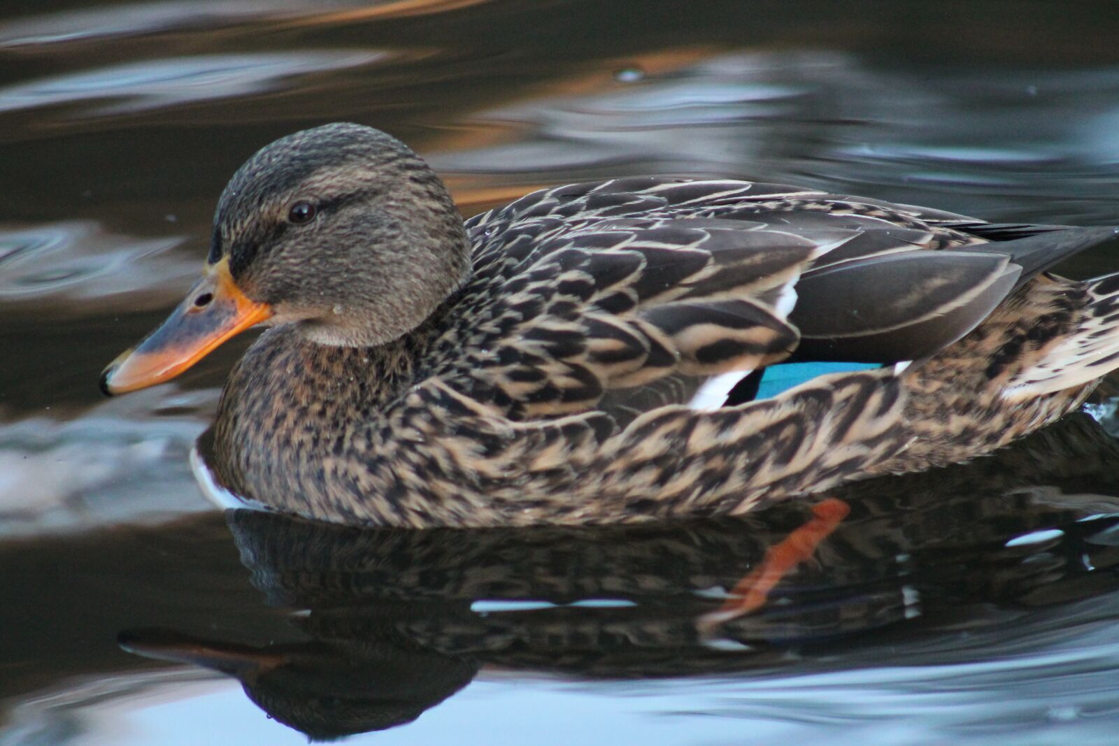 Canon EF75-300mm f/4-5.6 sample photo. Duck, bird, animal world photography