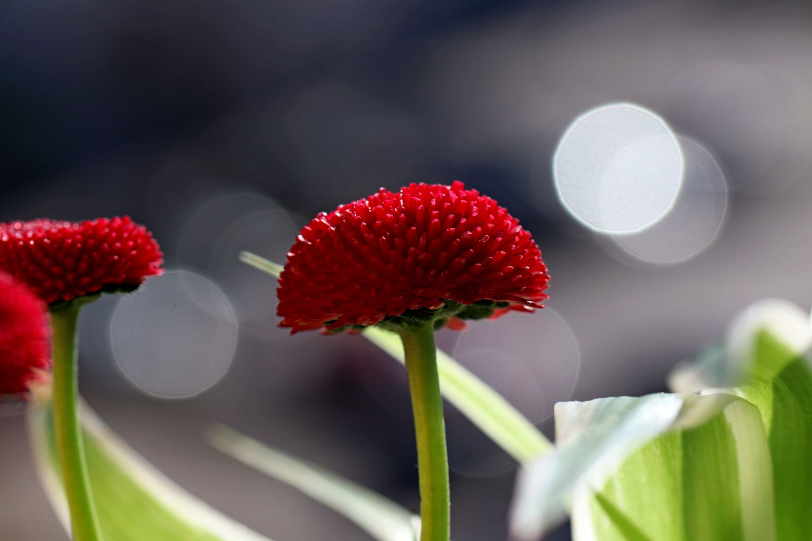 Canon EOS 80D sample photo. Flower, red, garden photography