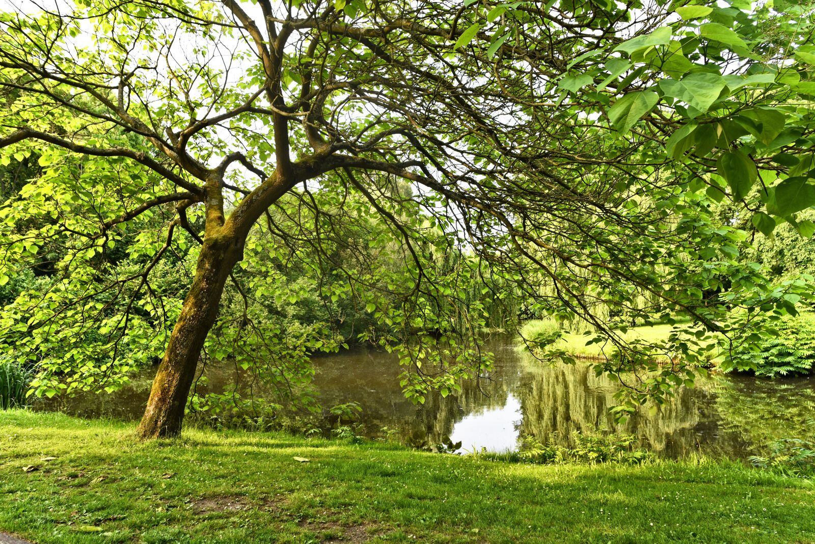 Nikon D750 sample photo. Pond, water, tree photography
