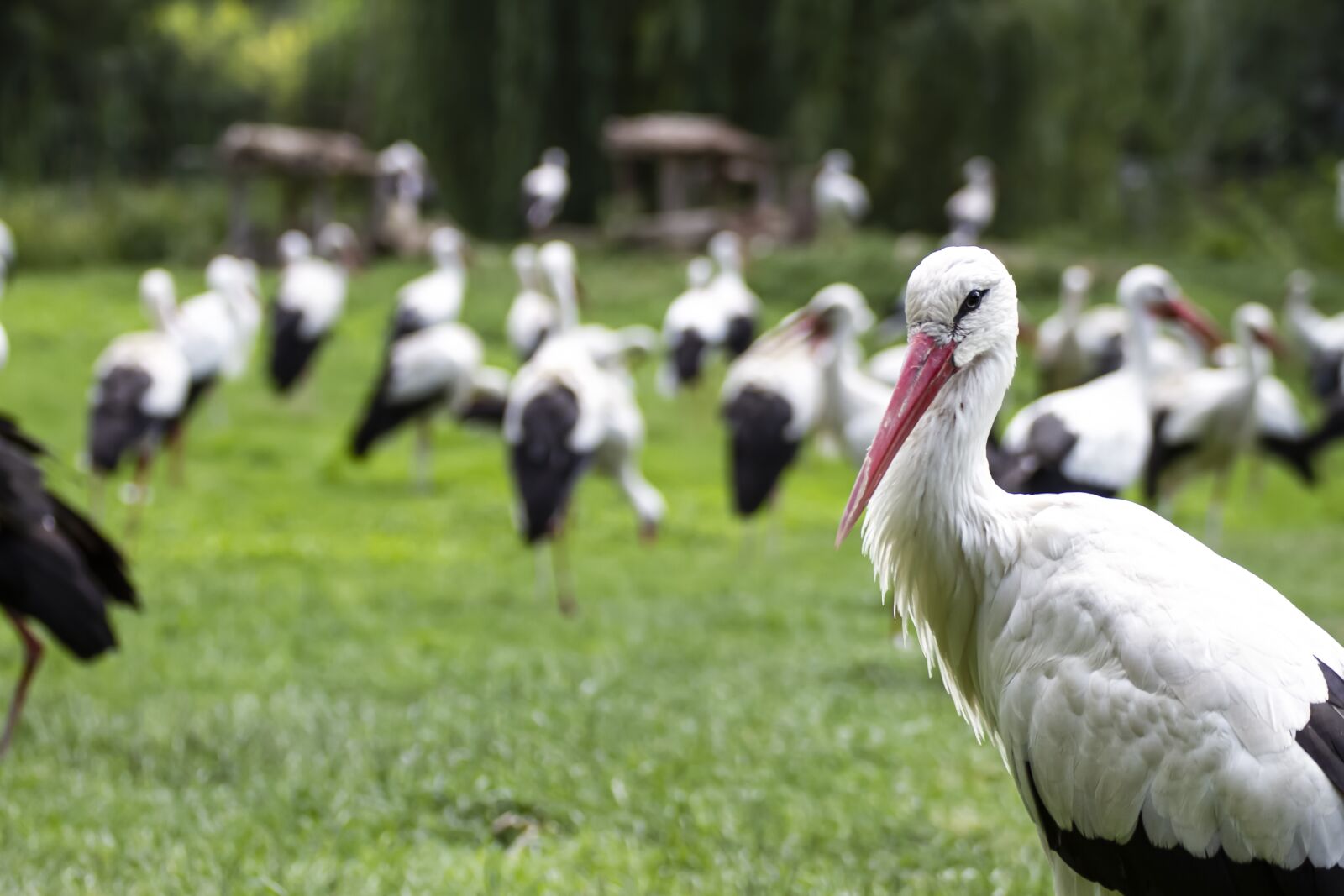 Canon EOS 7D sample photo. Stork, bird, nature photography