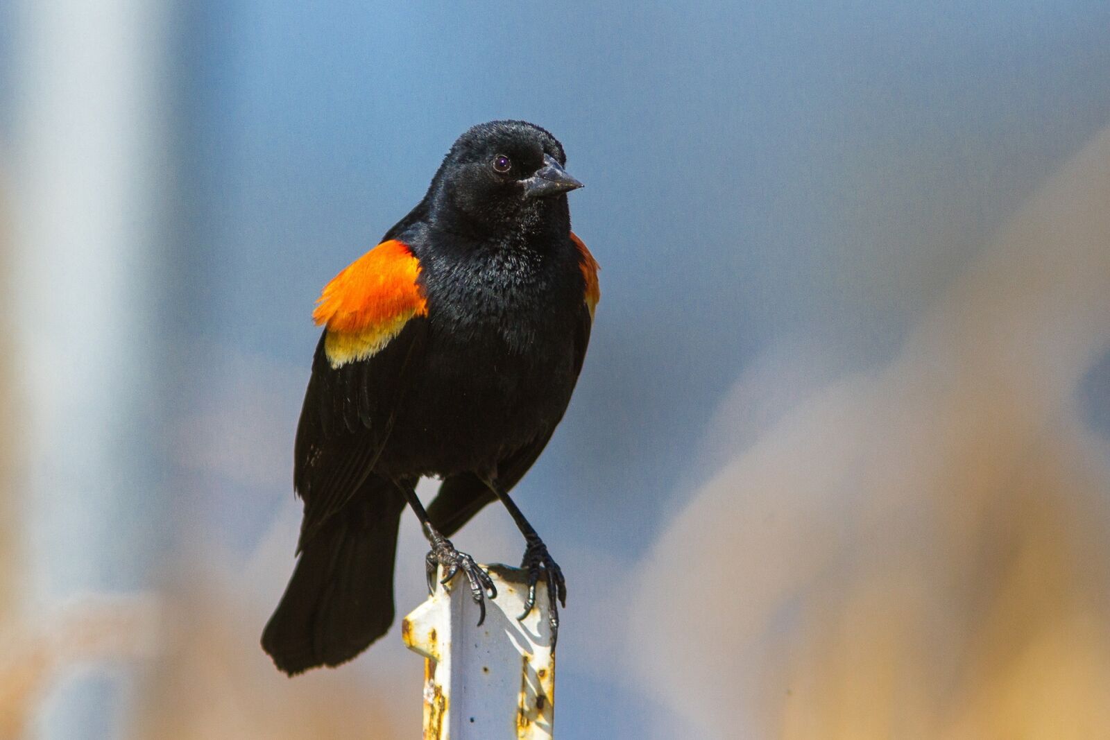 Canon EOS 7D + Canon EF 300mm F4L IS USM sample photo. Red winged blackbird, bird photography