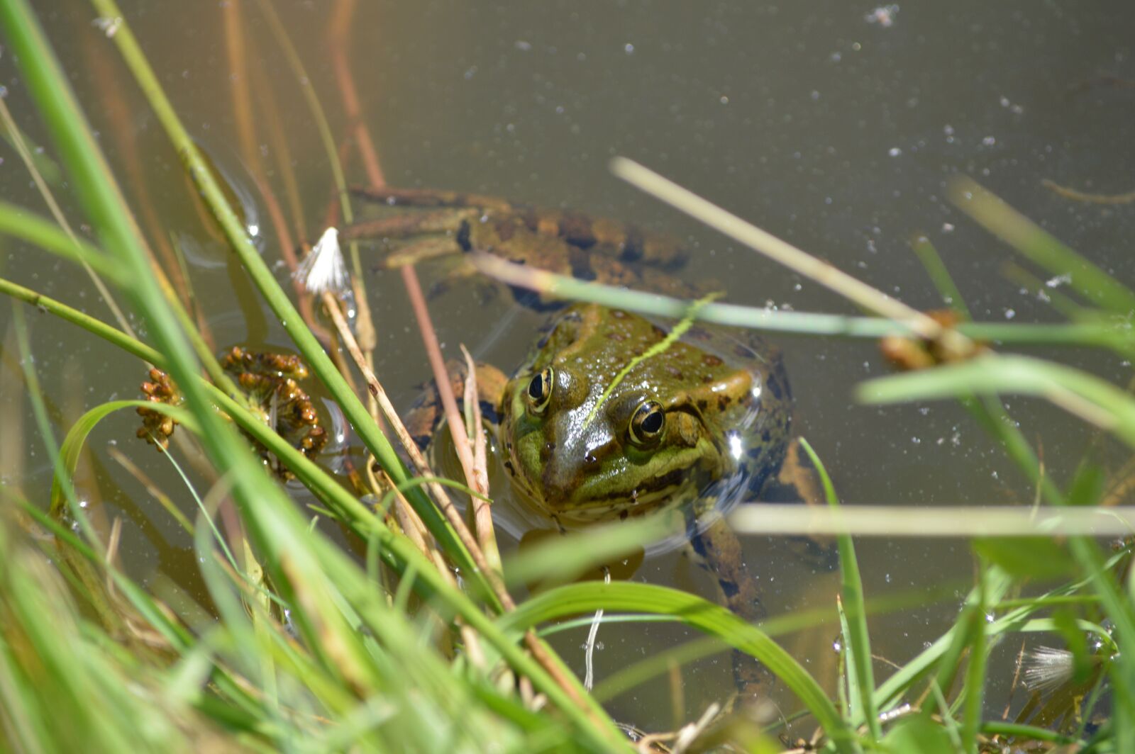 Nikon D3200 sample photo. Frog, pond, animal photography