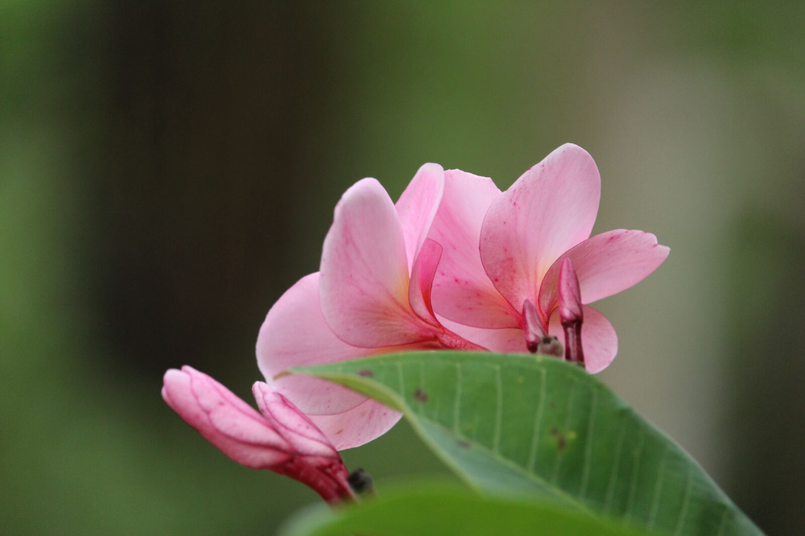 Canon EF-S 55-250mm F4-5.6 IS STM sample photo. More information, fragrapanti, flowers photography