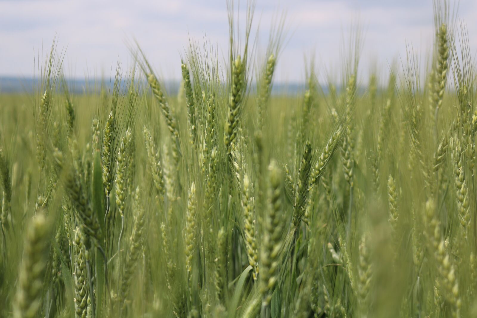 Canon EOS 750D (EOS Rebel T6i / EOS Kiss X8i) sample photo. Green grain, wheat field photography