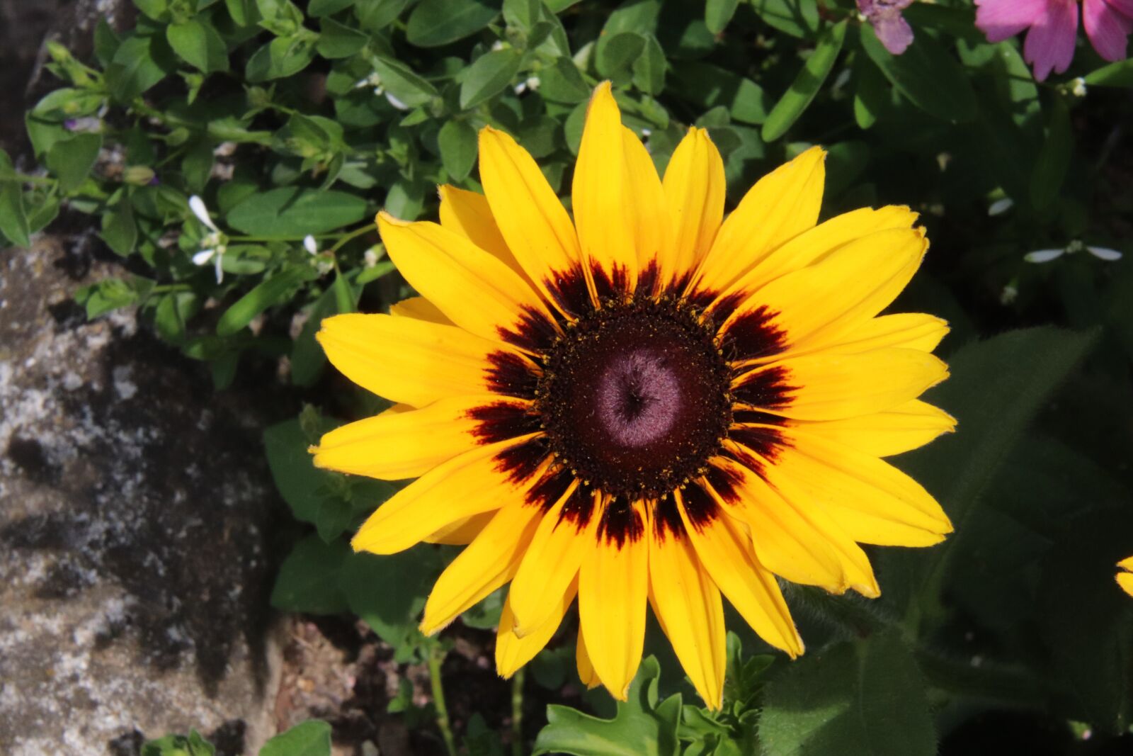 Canon EOS 800D (EOS Rebel T7i / EOS Kiss X9i) sample photo. Flowers, gaillarde, garden photography