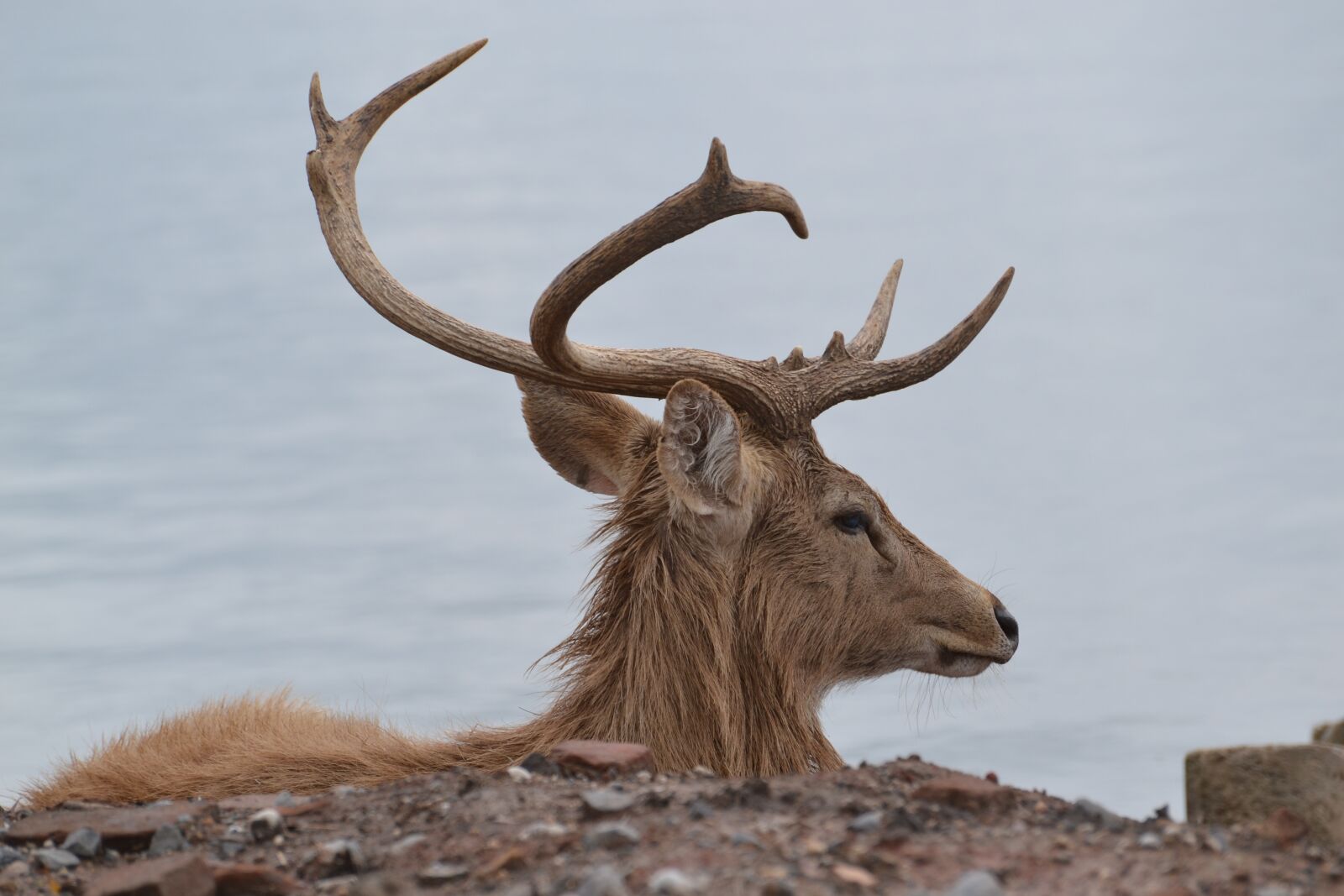 Nikon D3100 sample photo. Deer, animal, stag photography