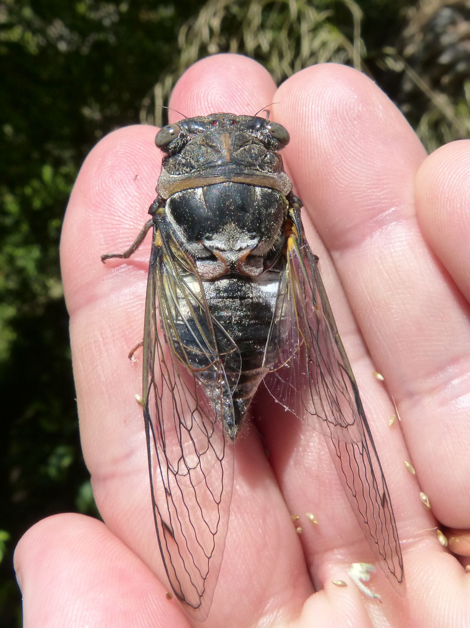 Panasonic DMC-FZ62 sample photo. Cicada, i cic dido photography