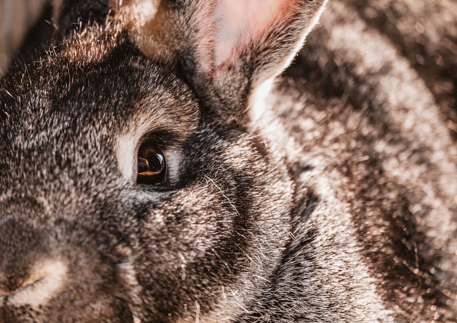 Fujifilm XF 55-200mm F3.5-4.8 R LM OIS sample photo. Rabbit, hare, animal photography