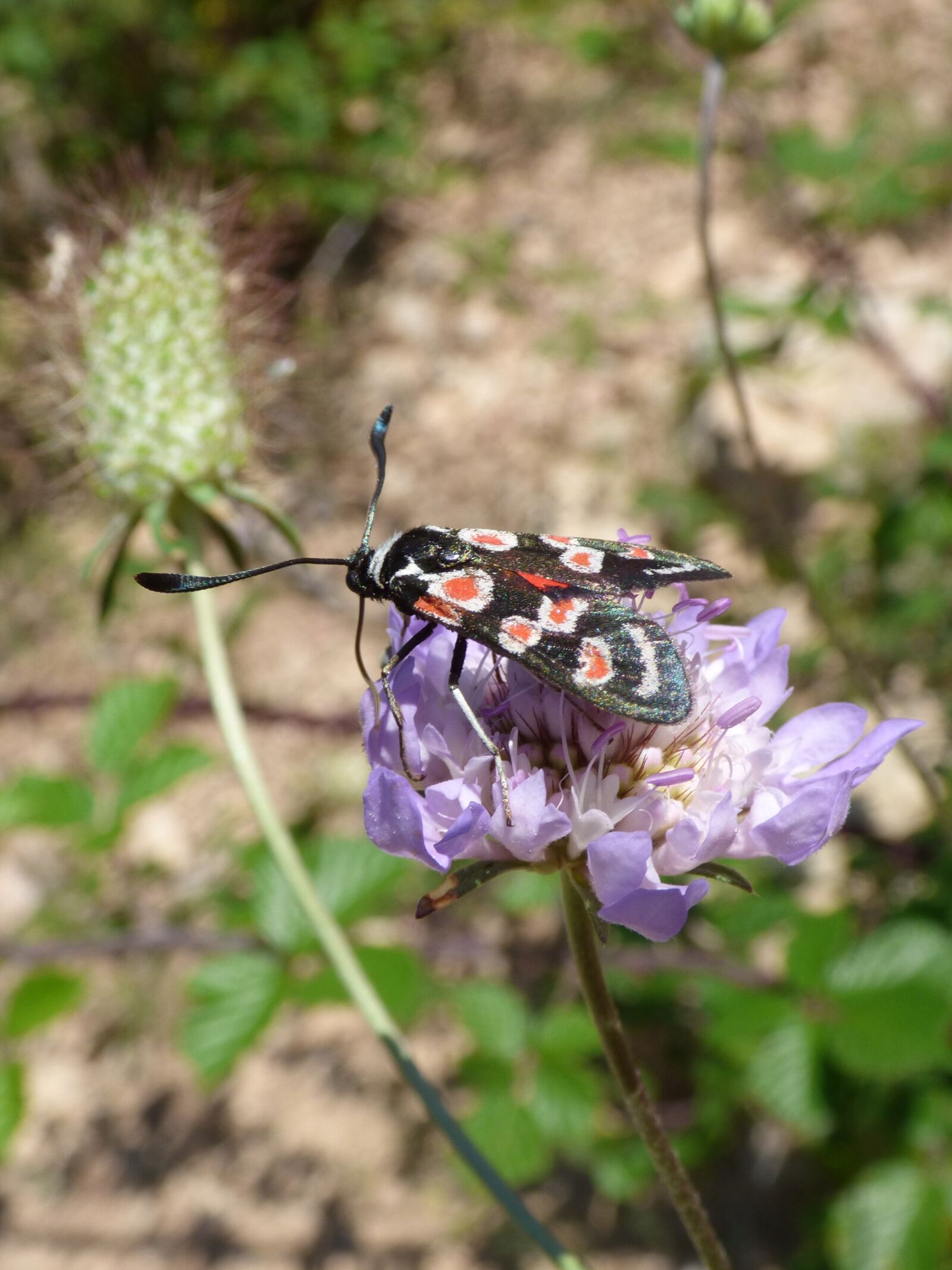Panasonic Lumix DMC-FZ70 sample photo. Butterfly, zygaena filipendulae, gitaneta photography