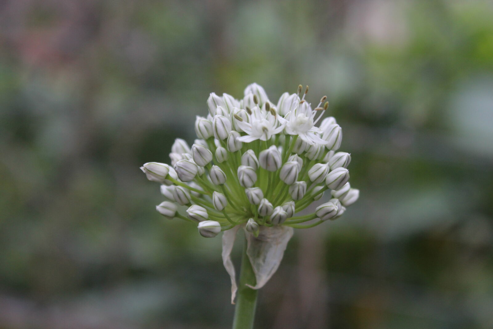Canon EOS 60D sample photo. Flowers, garden, nature, small photography