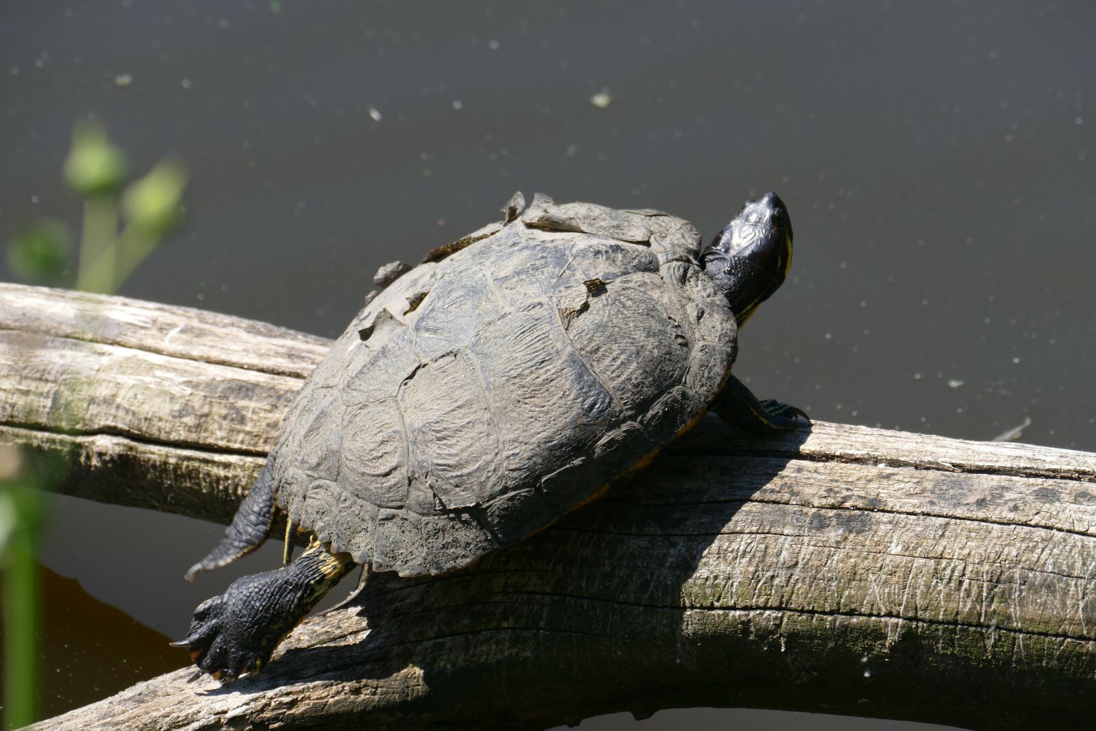 Panasonic Lumix DMC-FZ1000 sample photo. Turtle, water, pond photography