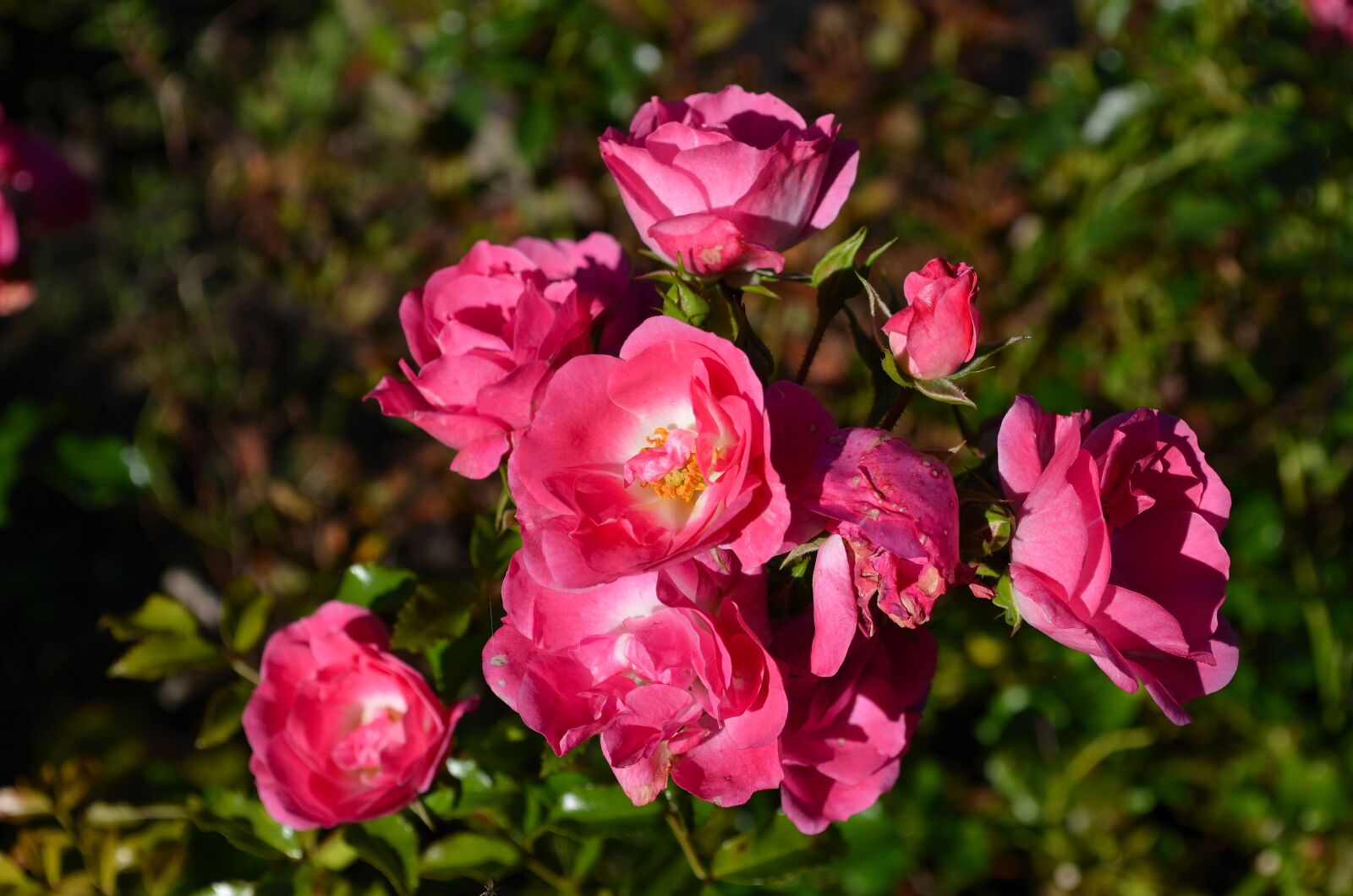 Nikon D5100 sample photo. Rose, red rose, blossom photography