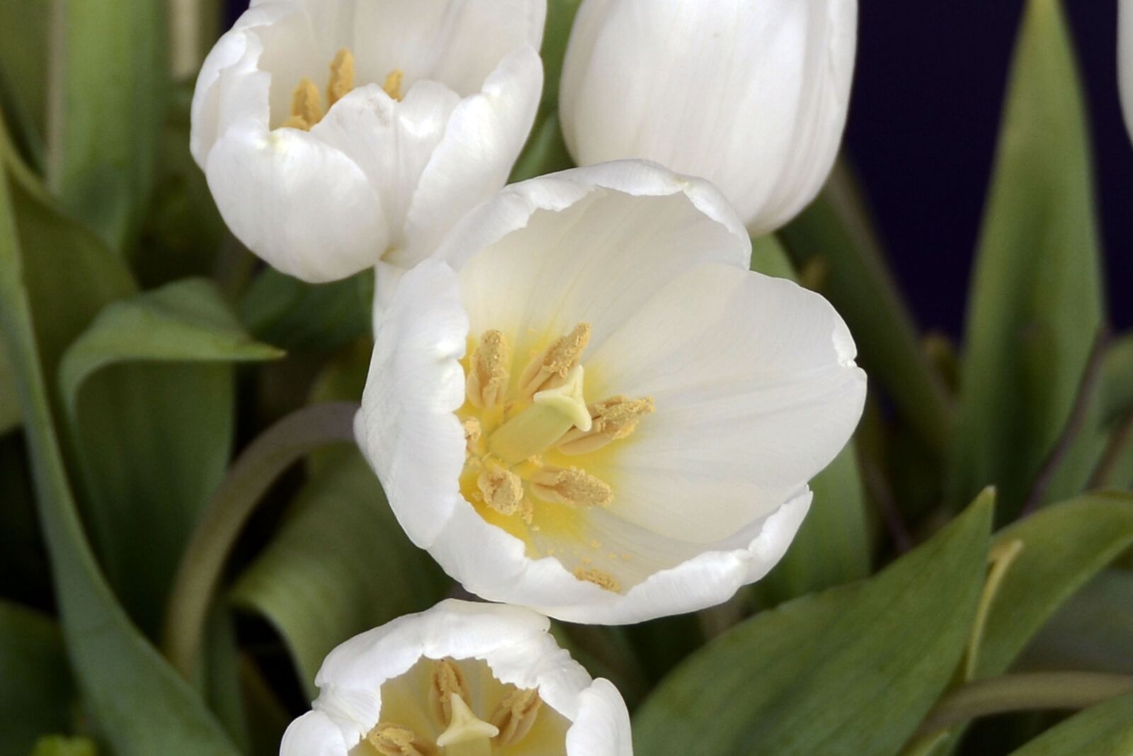 Nikon D7100 sample photo. Tulips, spring, white photography