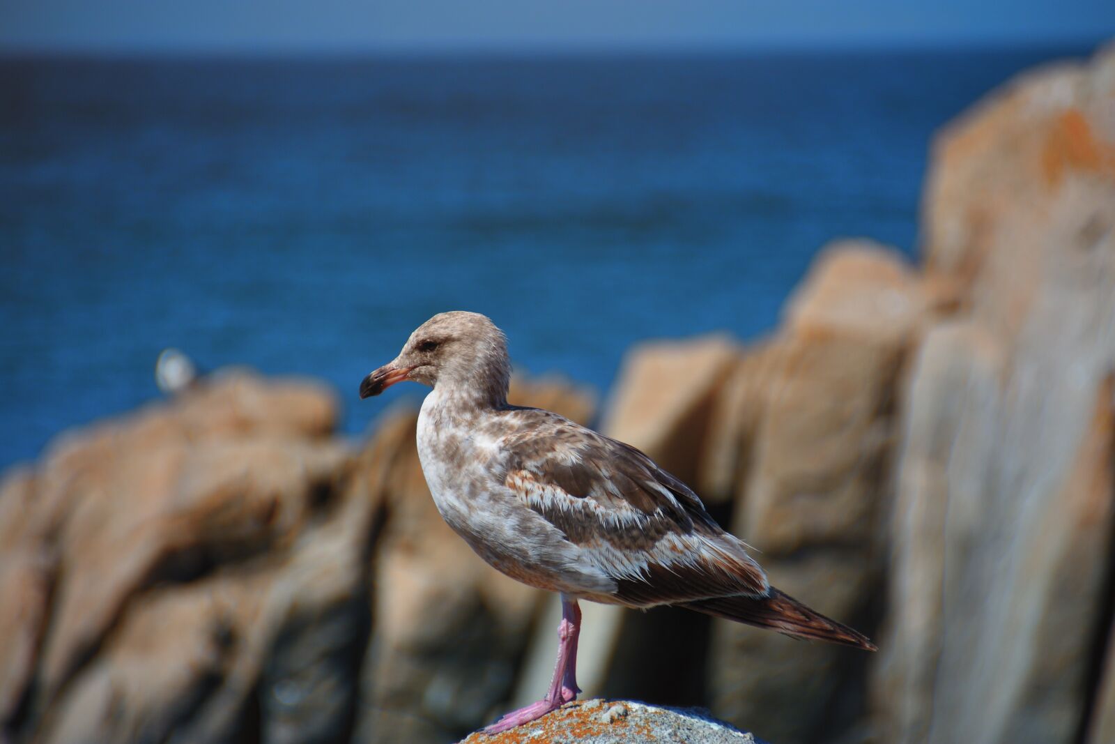 Nikon D7200 sample photo. Seagull, nature, bird photography