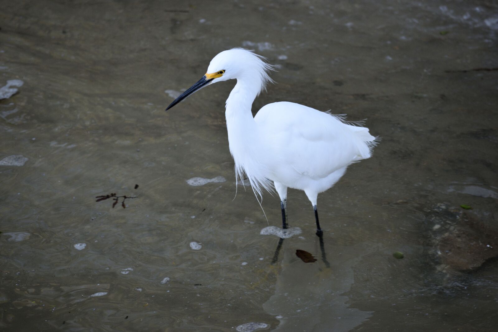 Nikon D3300 sample photo. Snowy white egret, wildlife photography