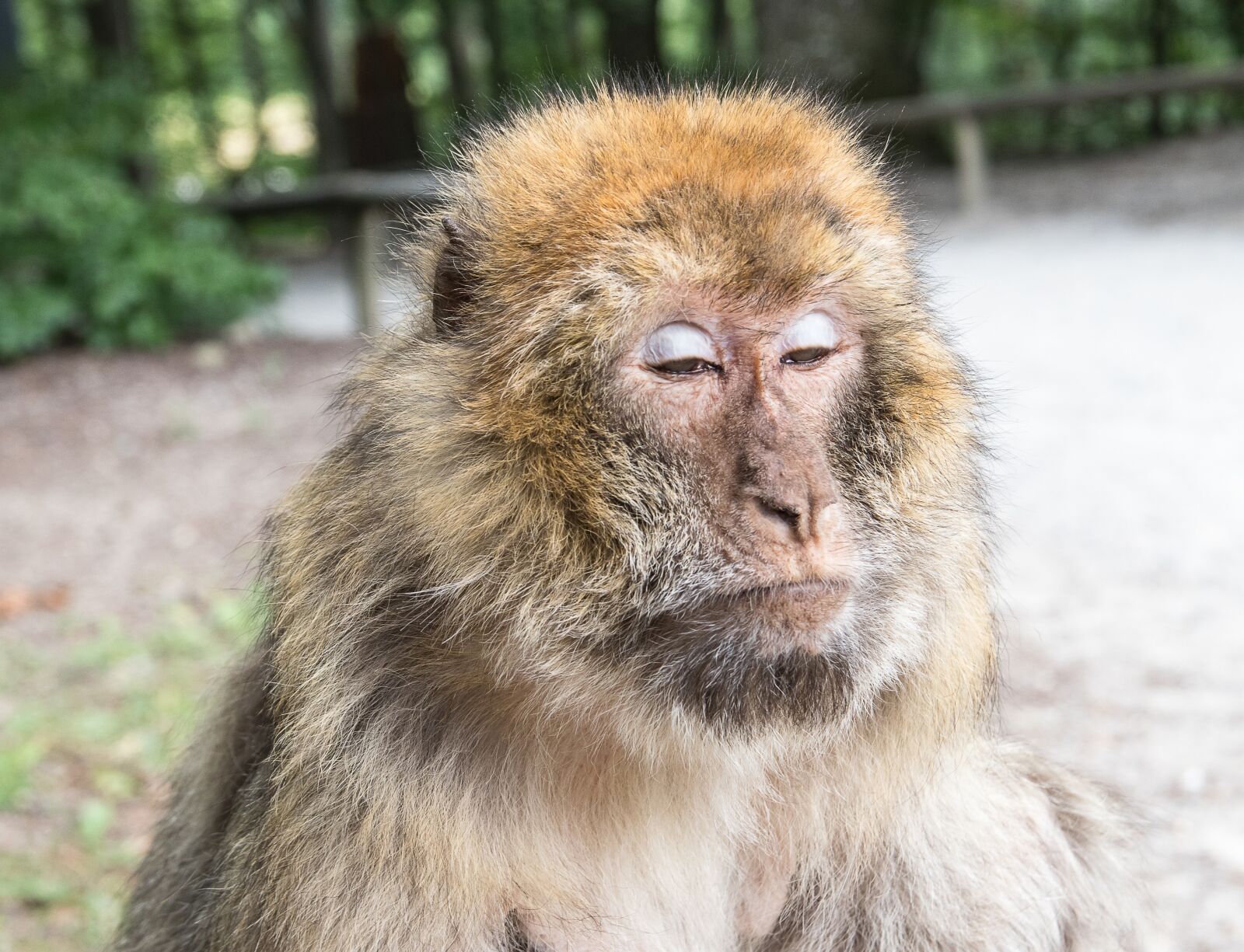 Canon EOS 80D sample photo. Barbary ape, monkey, primate photography
