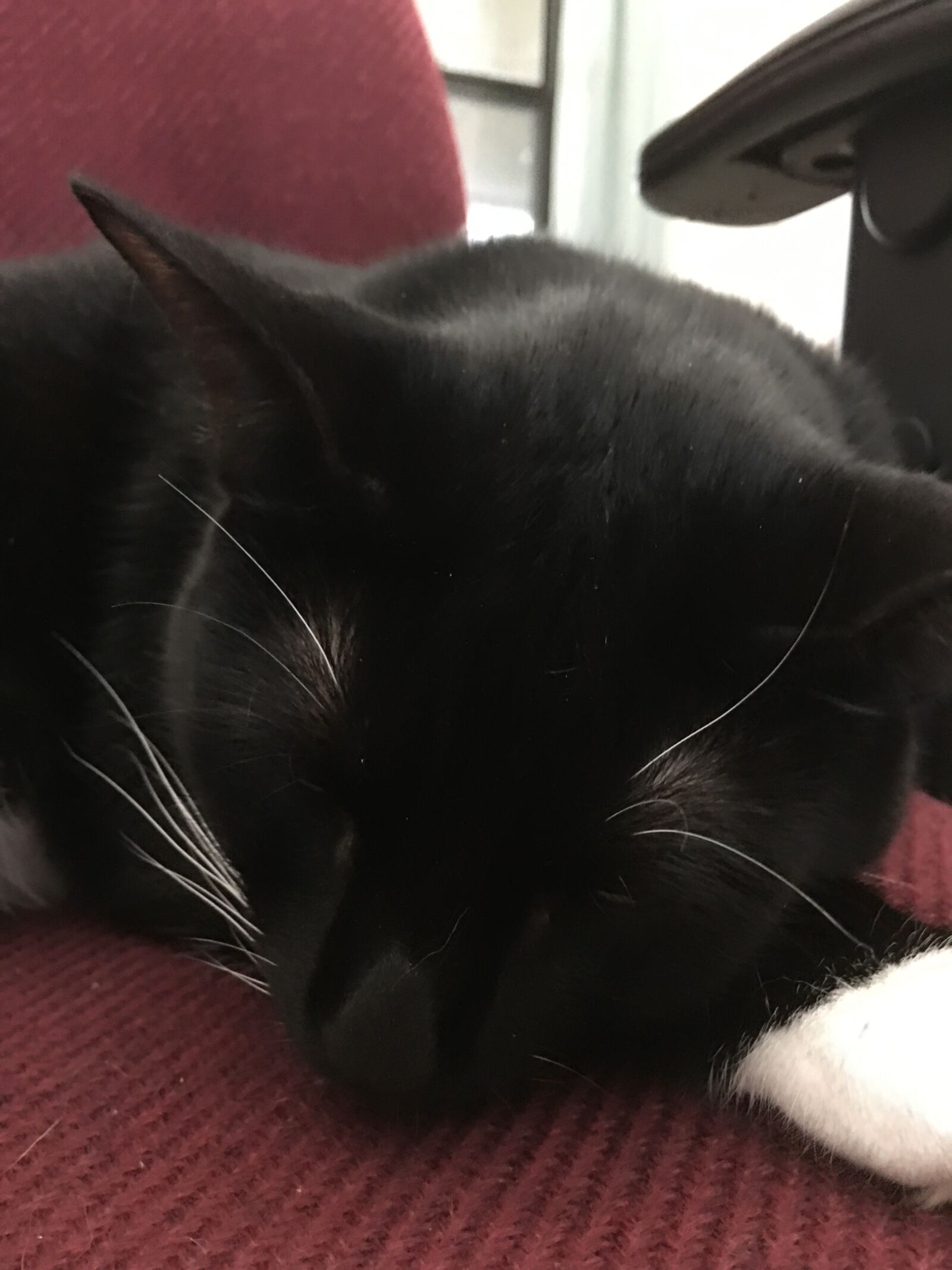 iPhone 6s Plus back camera 4.15mm f/2.2 sample photo. Cat, black, tired 4 photography