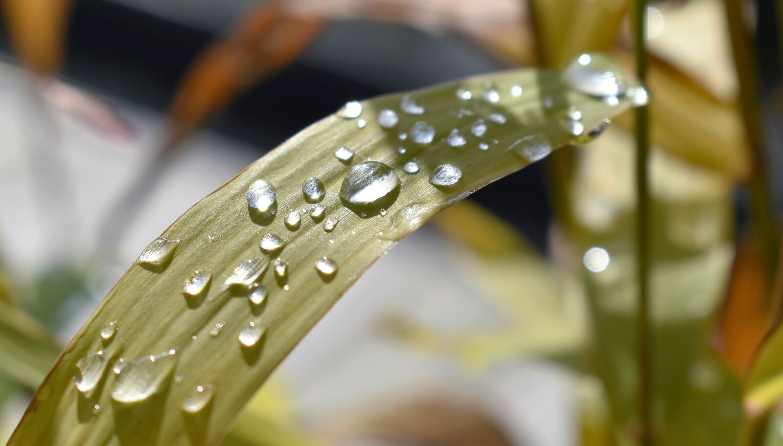Nikon D5500 sample photo. Drop of water, nature photography