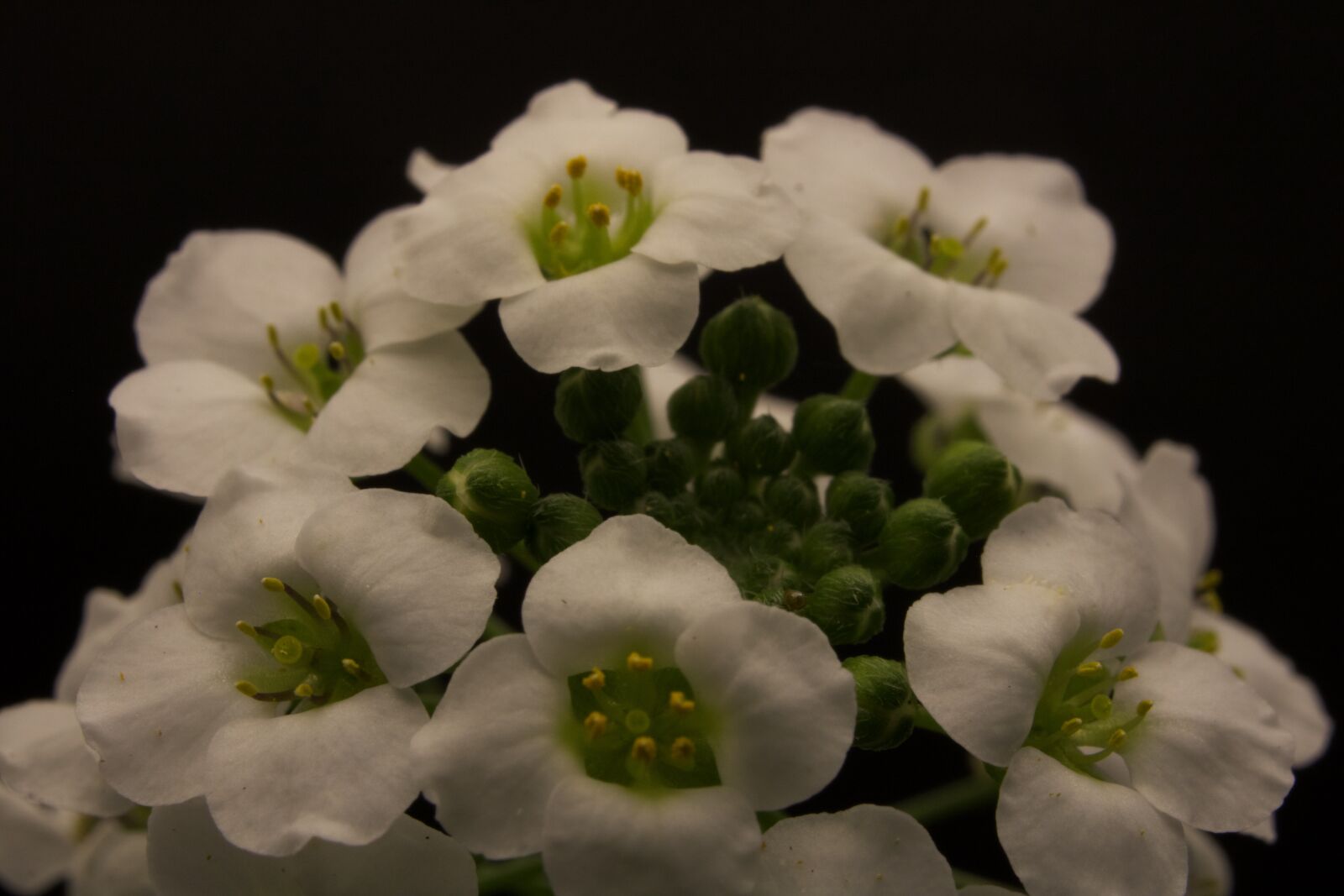 Canon EOS 750D (EOS Rebel T6i / EOS Kiss X8i) sample photo. Flower, petal, stem photography