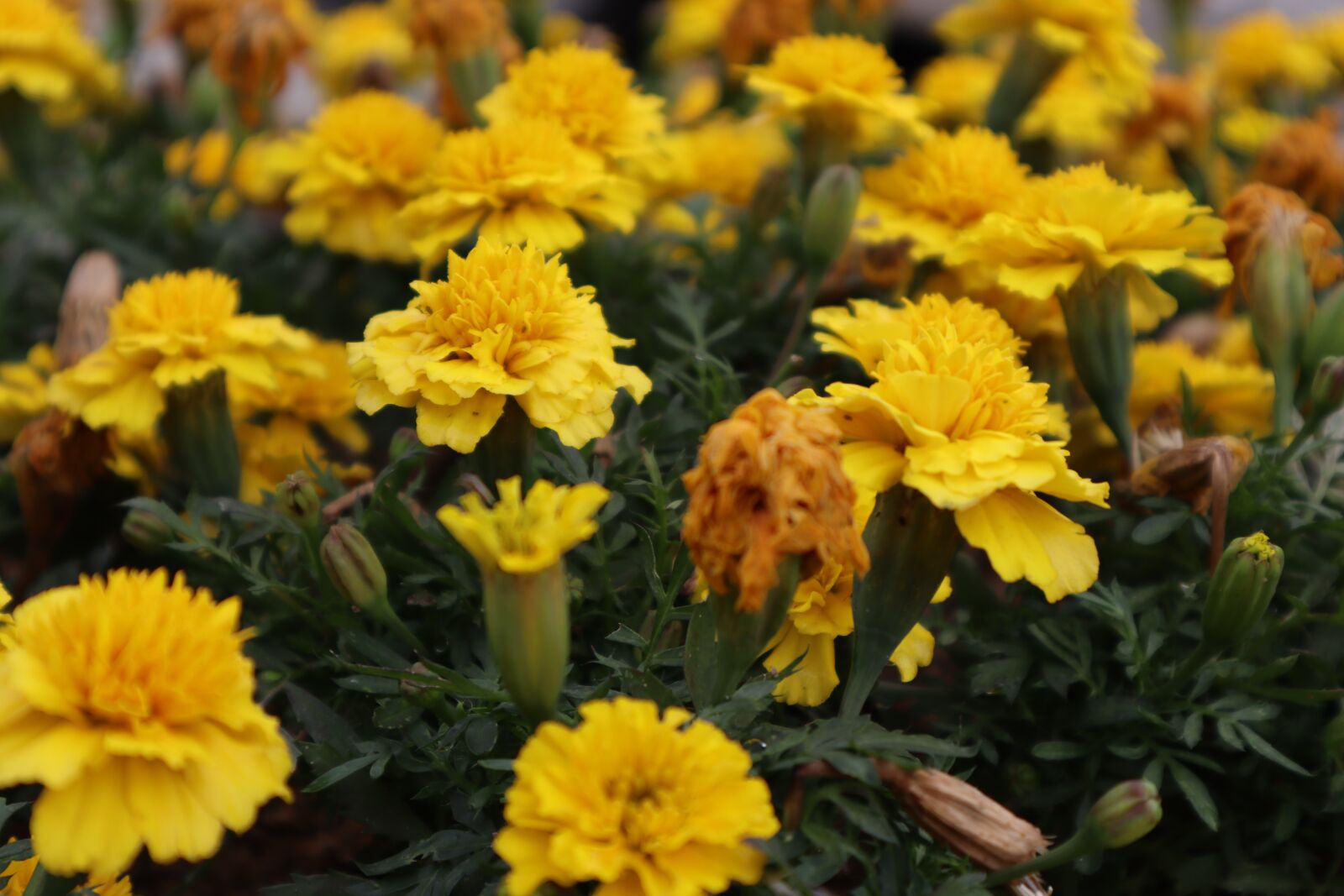 Canon EOS M50 (EOS Kiss M) sample photo. Nature, plants, wood photography