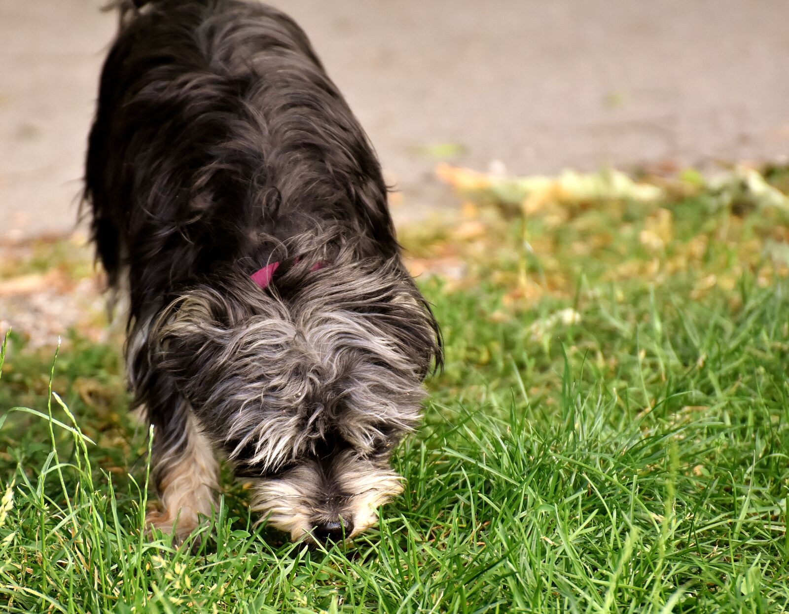Nikon D7200 sample photo. Dog, wuschelig, hybrid photography