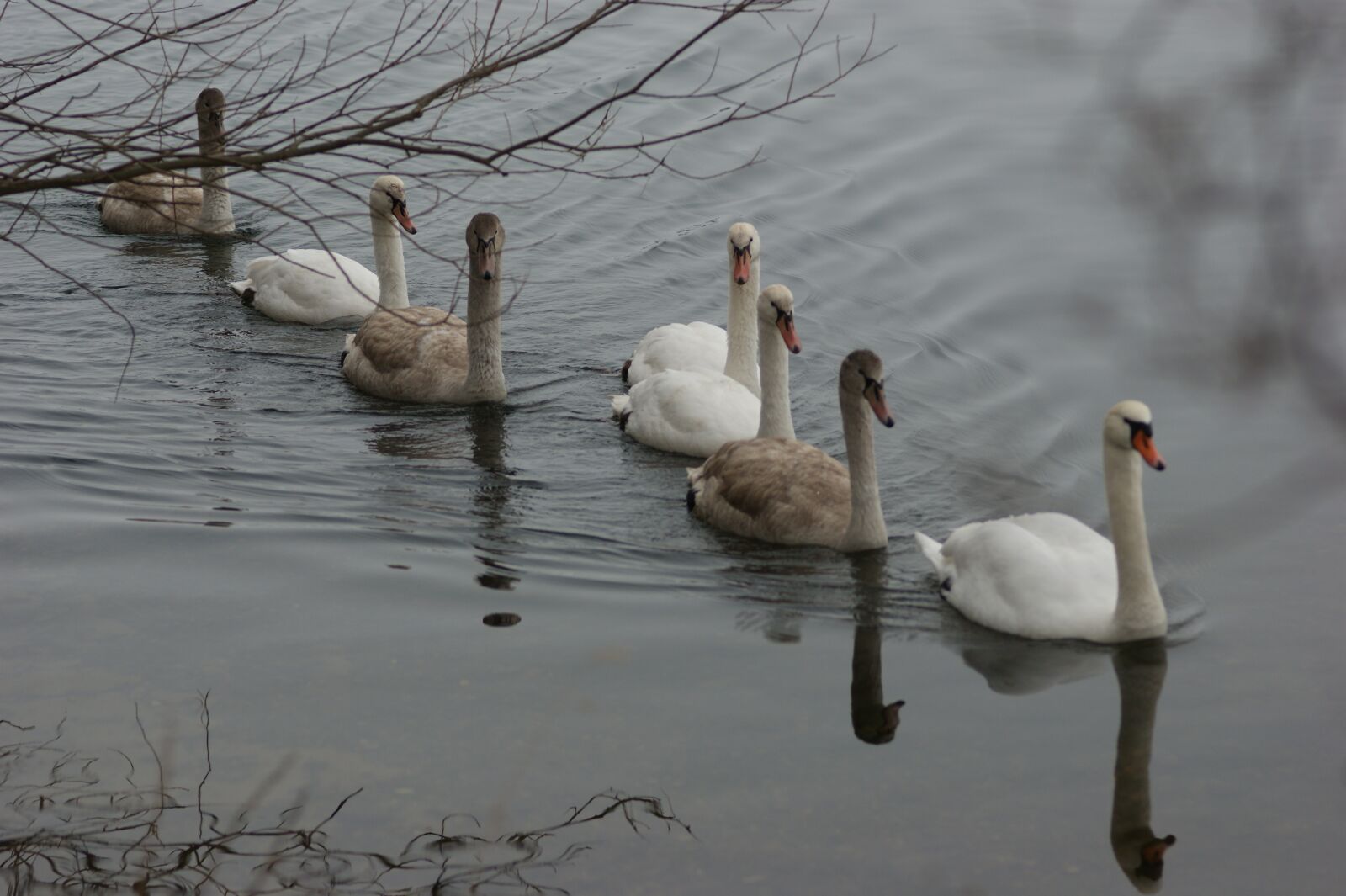 Sony Alpha DSLR-A350 sample photo. Swans, winter, cold photography