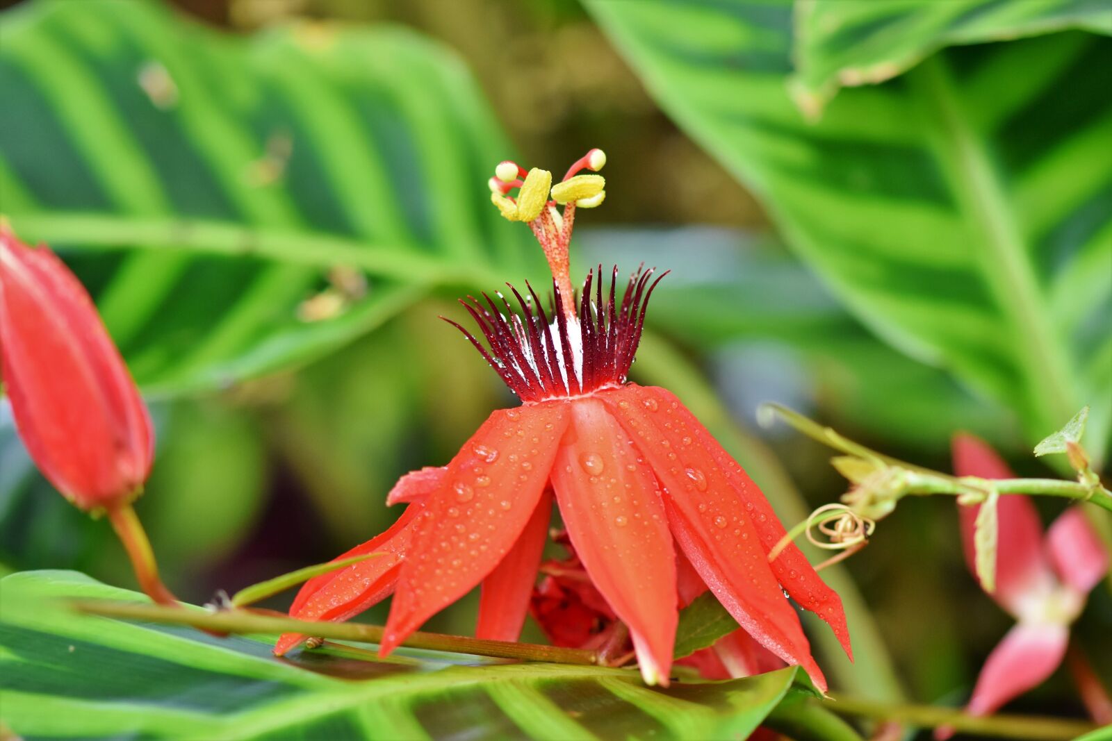Nikon D7200 sample photo. Passion flowers, passiflora, passion photography