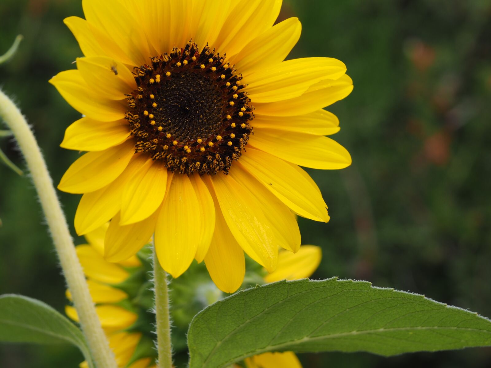 Olympus M.Zuiko Digital ED 14-150mm F4-5.6 II sample photo. Sunflower, yellow, flower photography