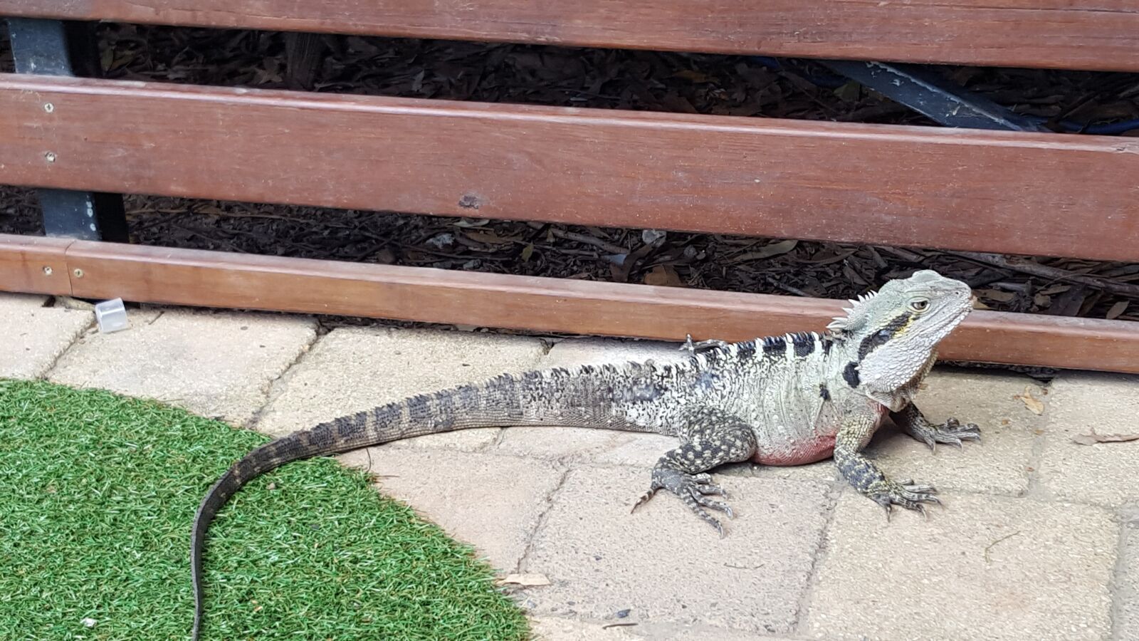 Samsung Galaxy S6 sample photo. Lizard, reptile, outdoors photography